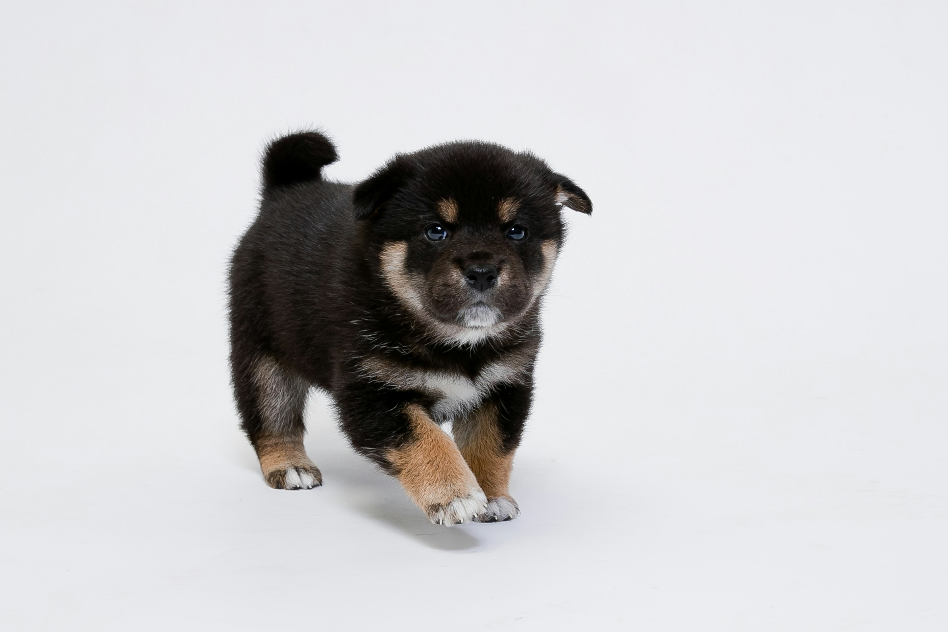 Schwarzer und brauner Shiba Inu Welpe läuft