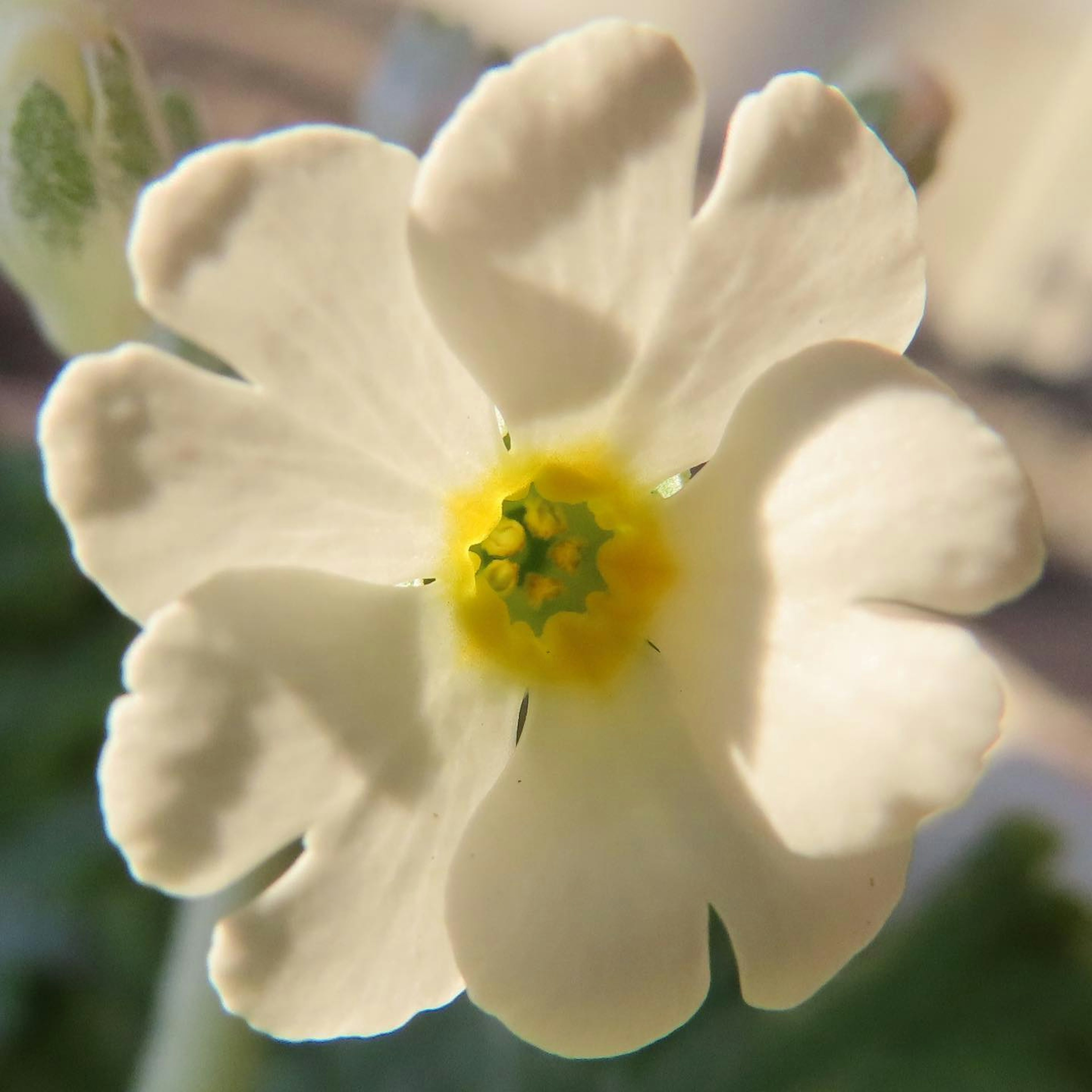 Nahaufnahme einer weißen Blume mit gelbem Zentrum und grünen Blättern