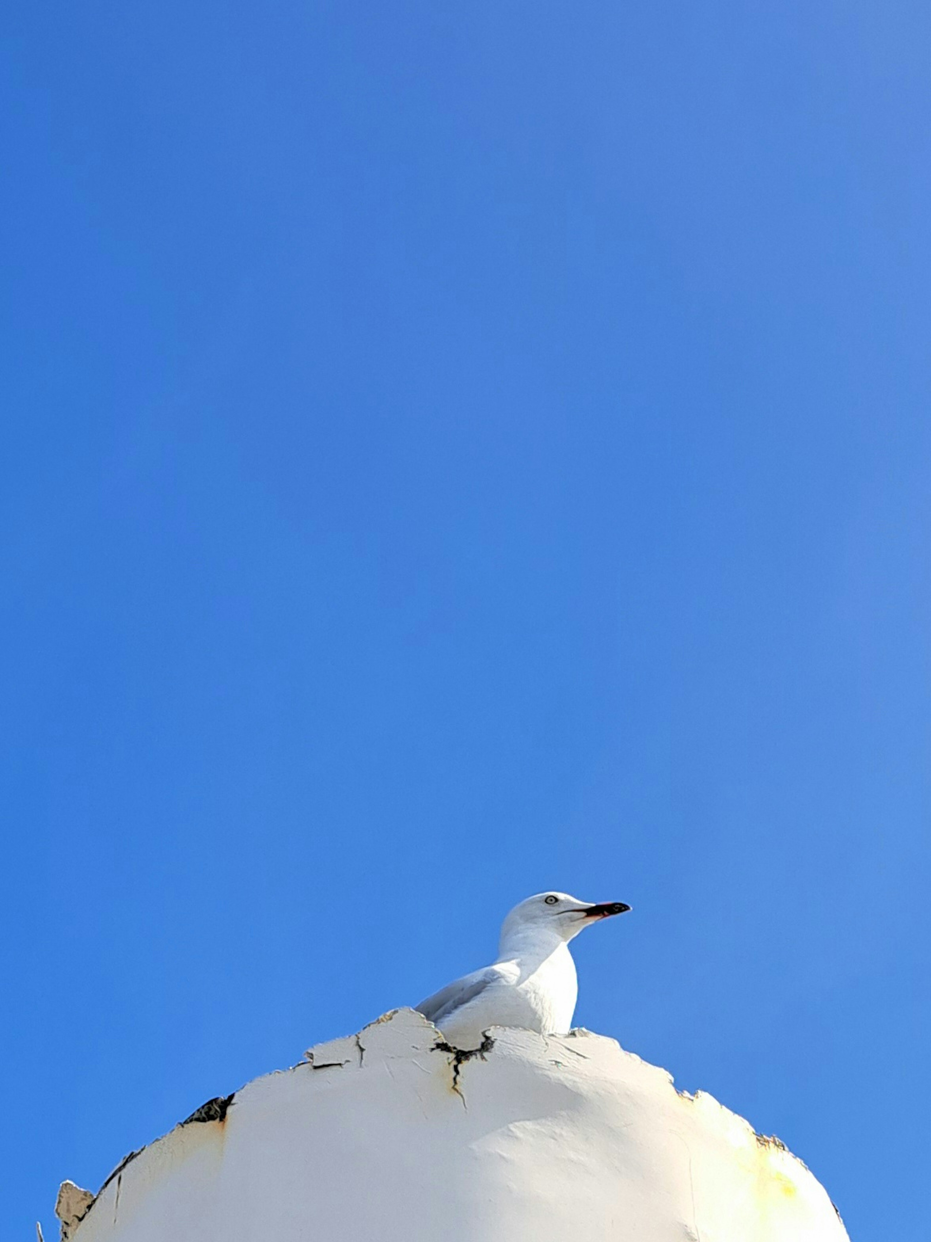 Seekor burung putih bertengger di atas cangkang telur yang pecah di latar belakang langit biru