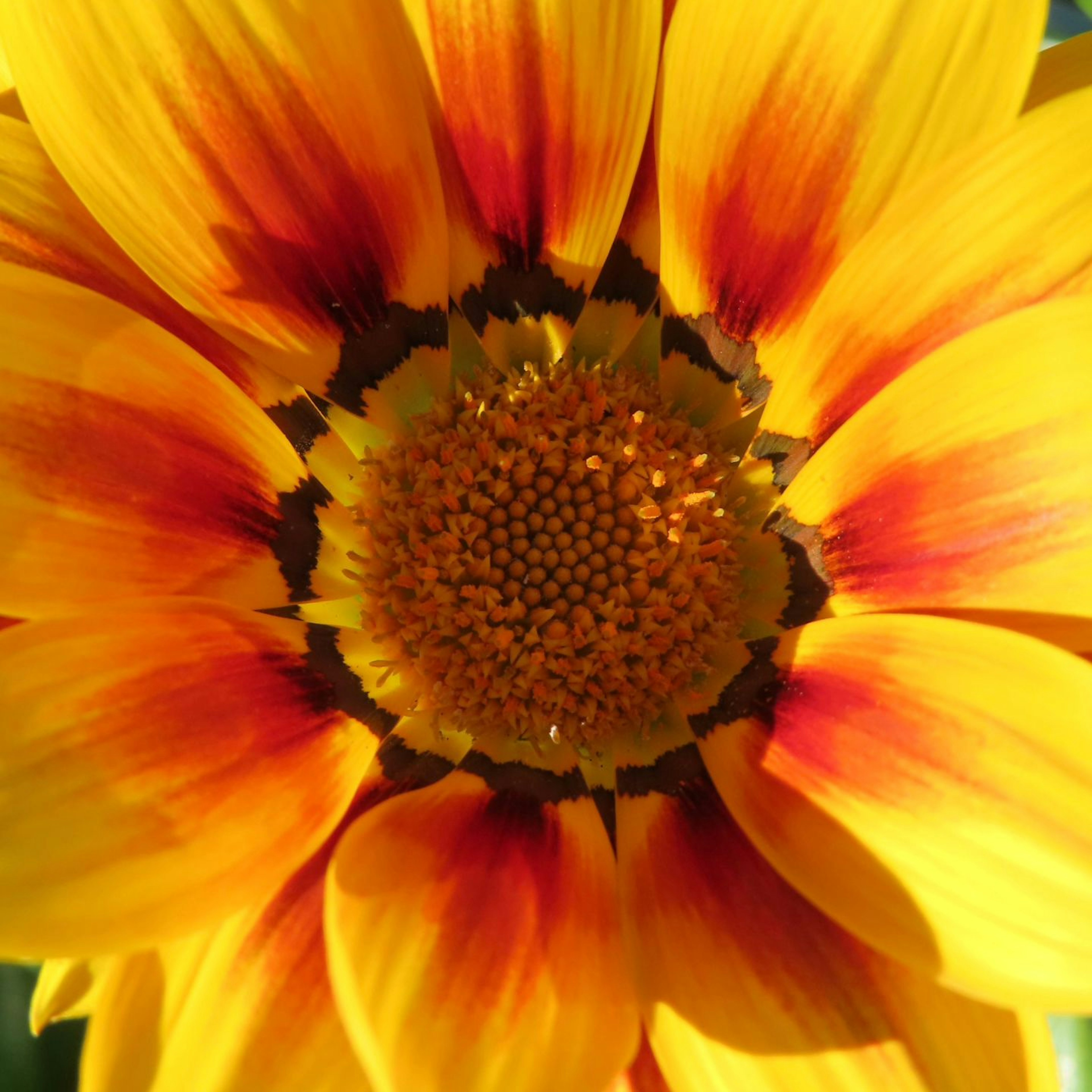 Gros plan sur le centre d'une fleur jaune et orange vibrante