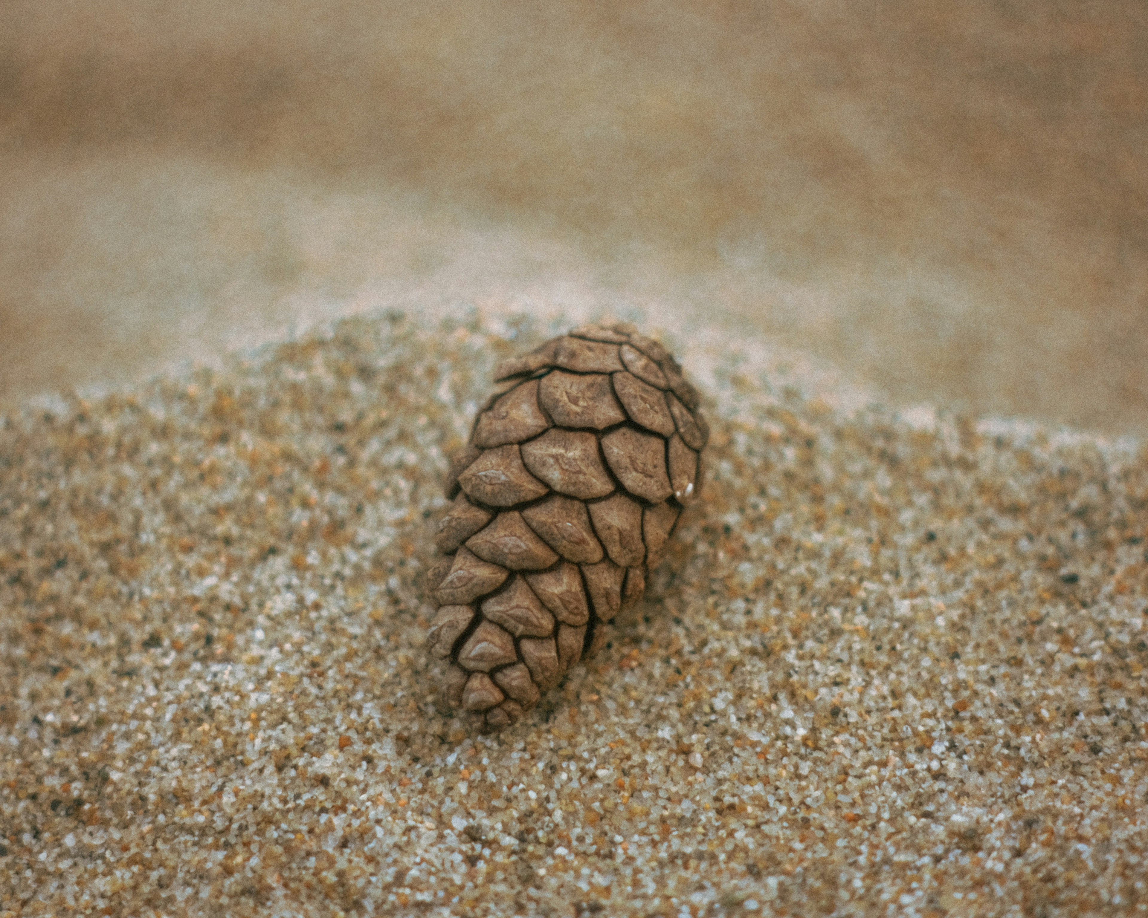 Nahaufnahme eines Kiefernzapfens auf Sand