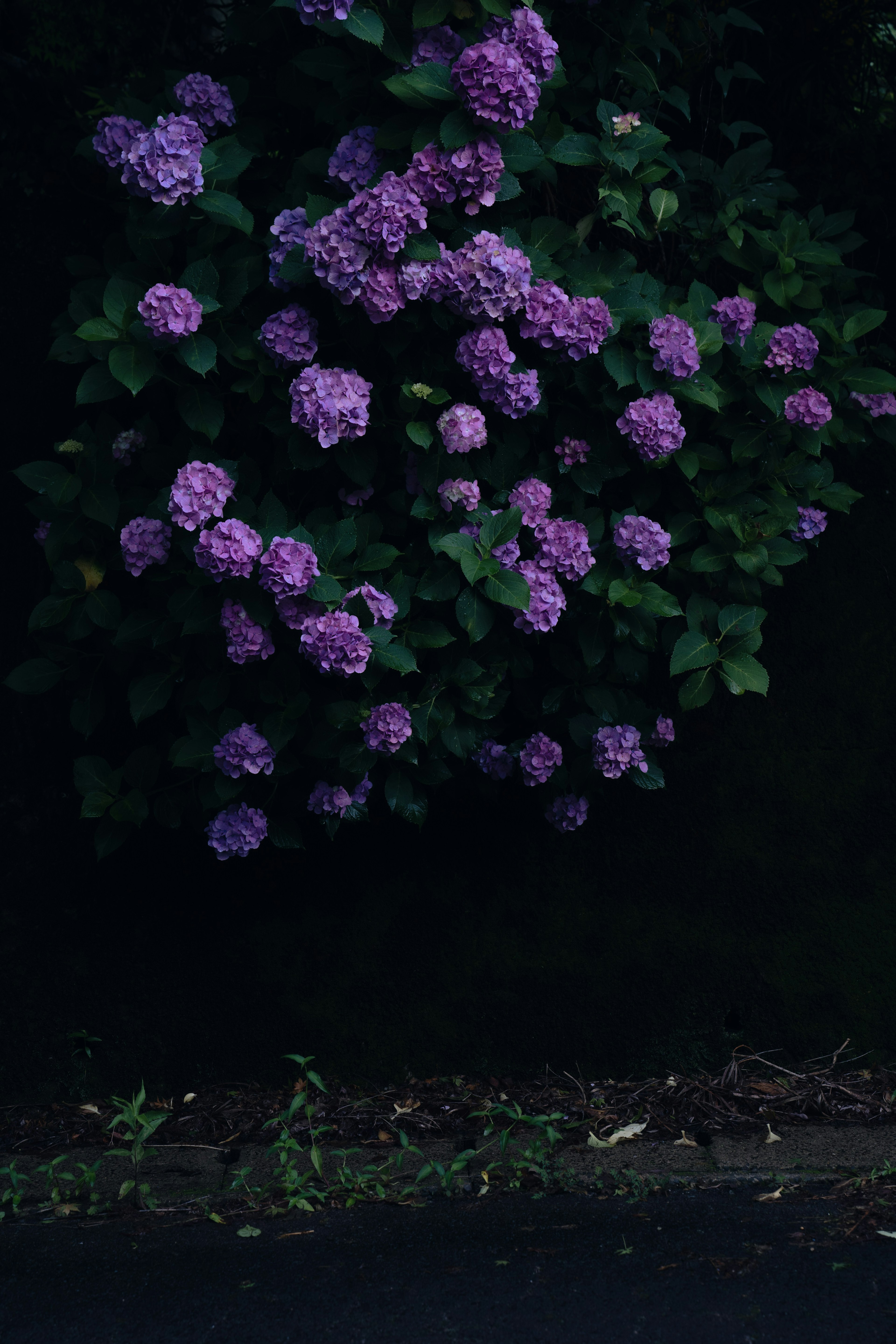 紫色の花が咲いている植物のクローズアップ背景は暗い