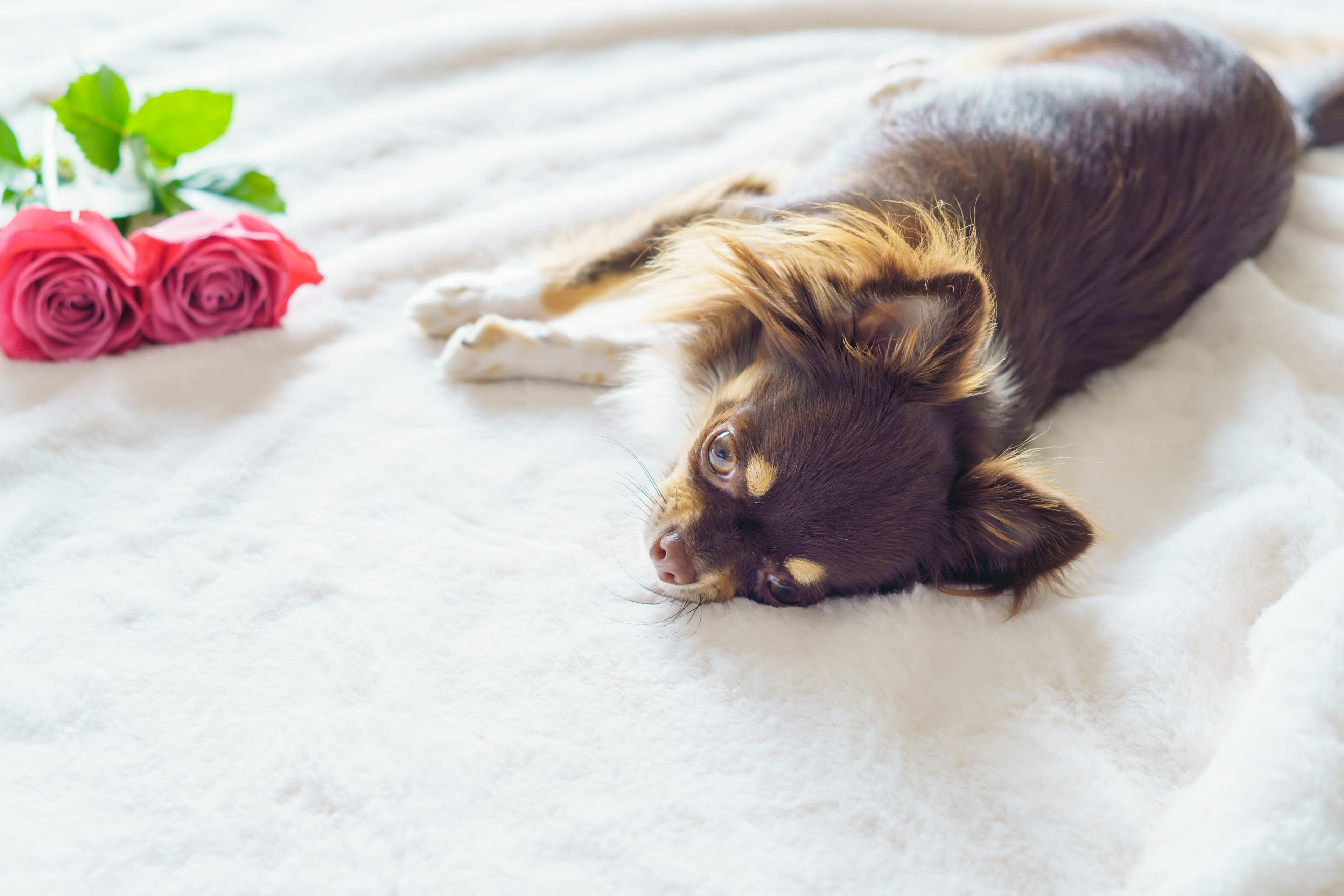 Brown Chihuahua lying on a white blanket with a bouquet of roses nearby