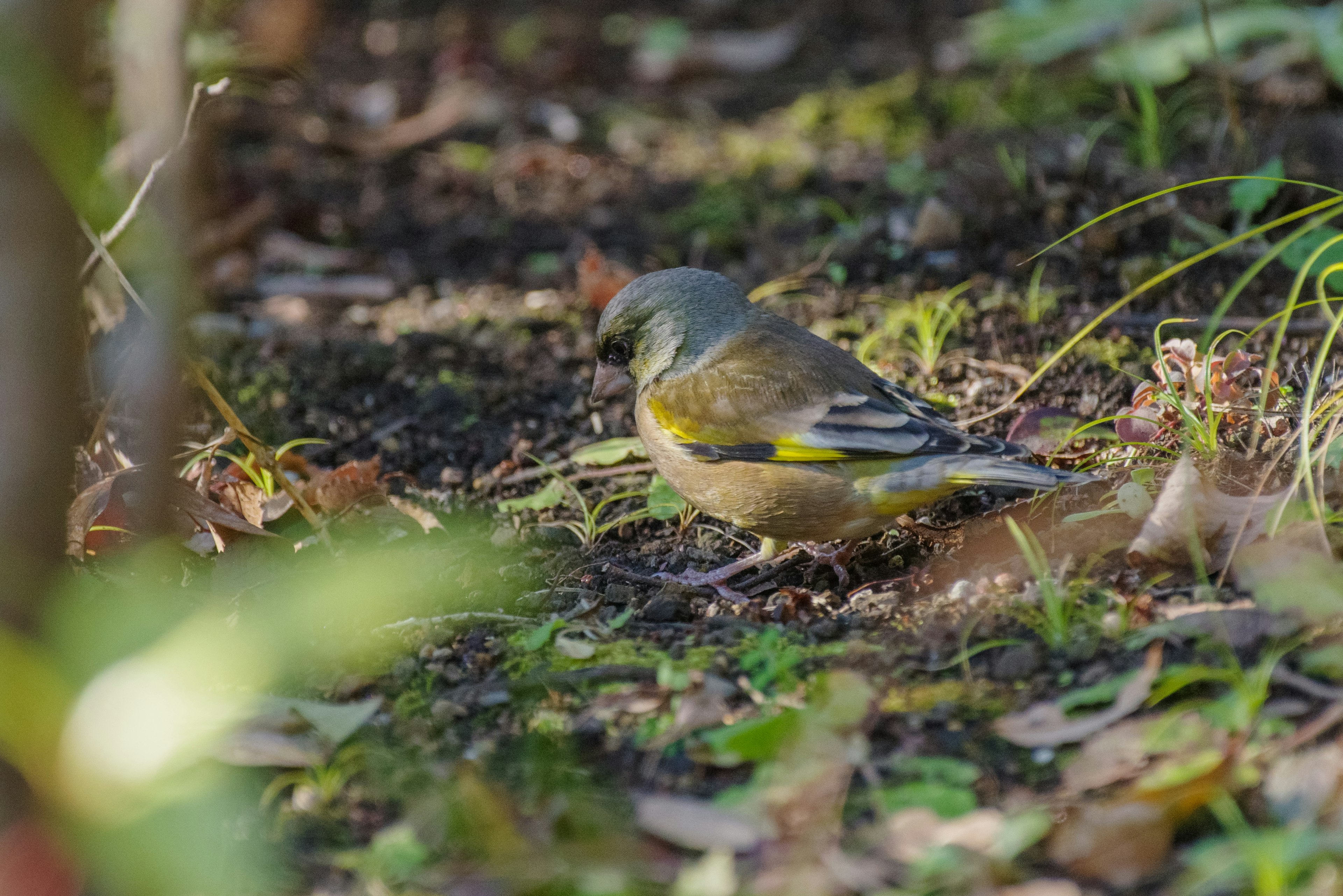 Un uccello piccolo che cerca cibo a terra tra l'erba