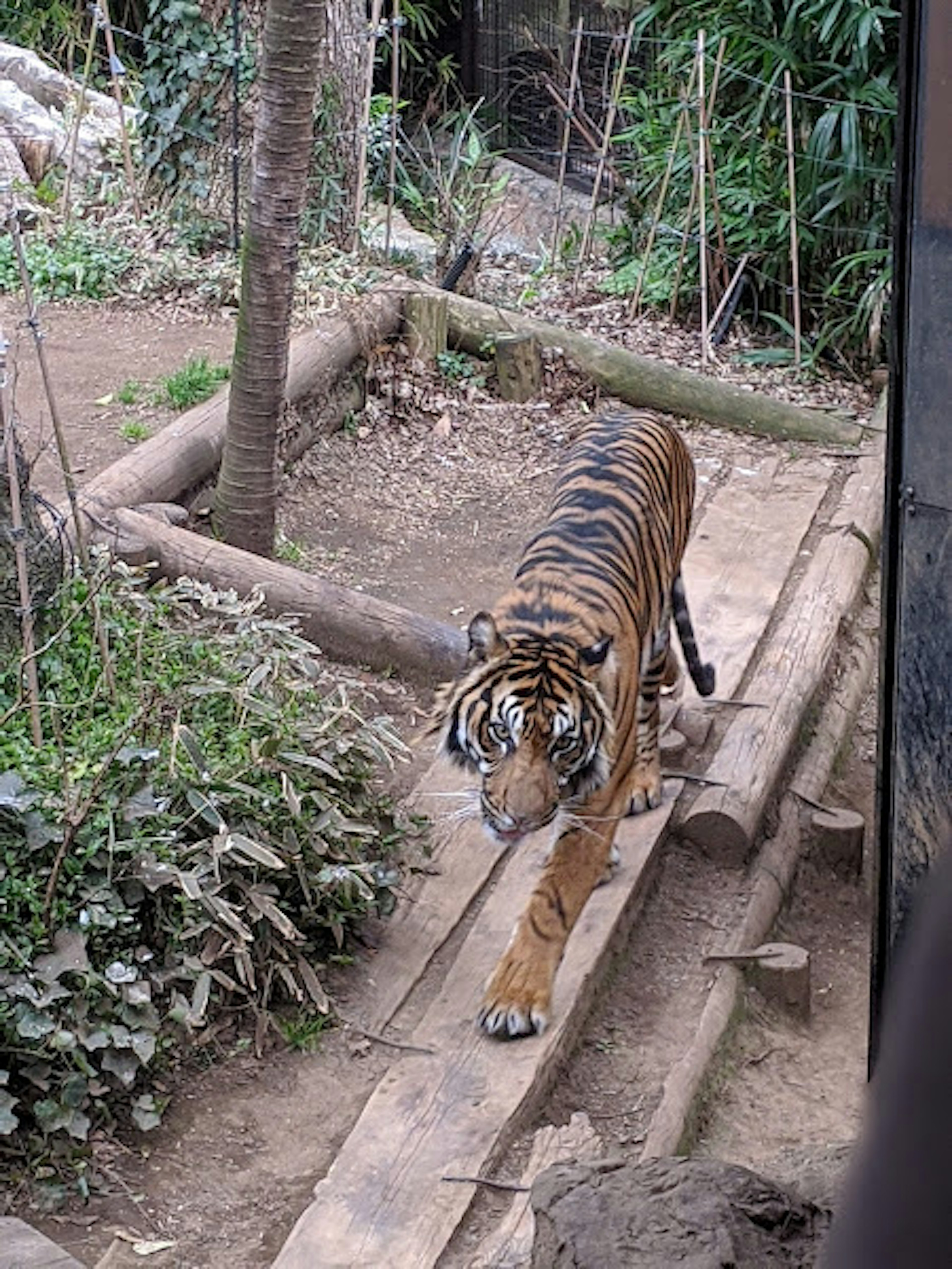 Tigre che cammina in una scena dello zoo circondato da piante verdi e alberi