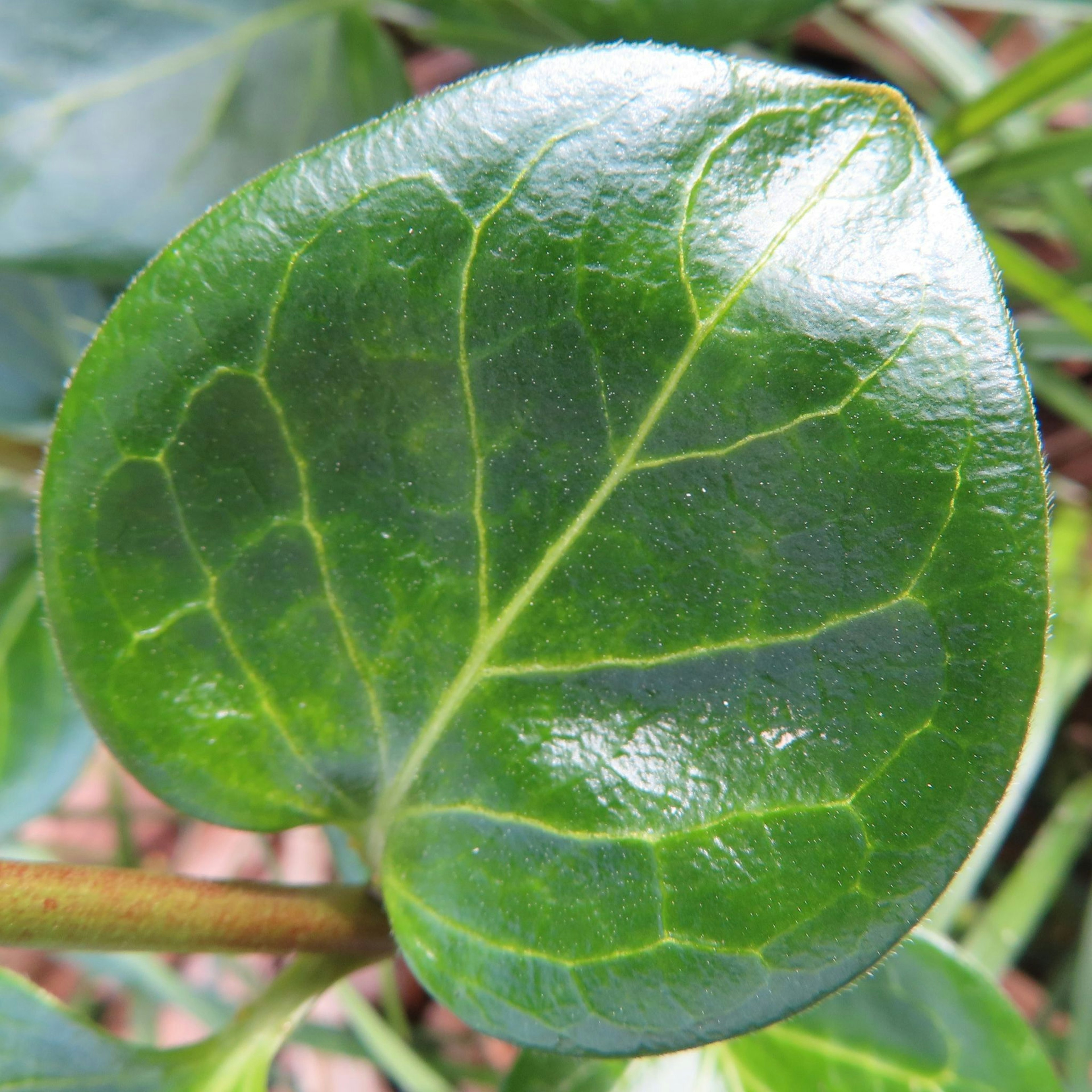 Daun hijau berbentuk hati dengan urat yang terlihat