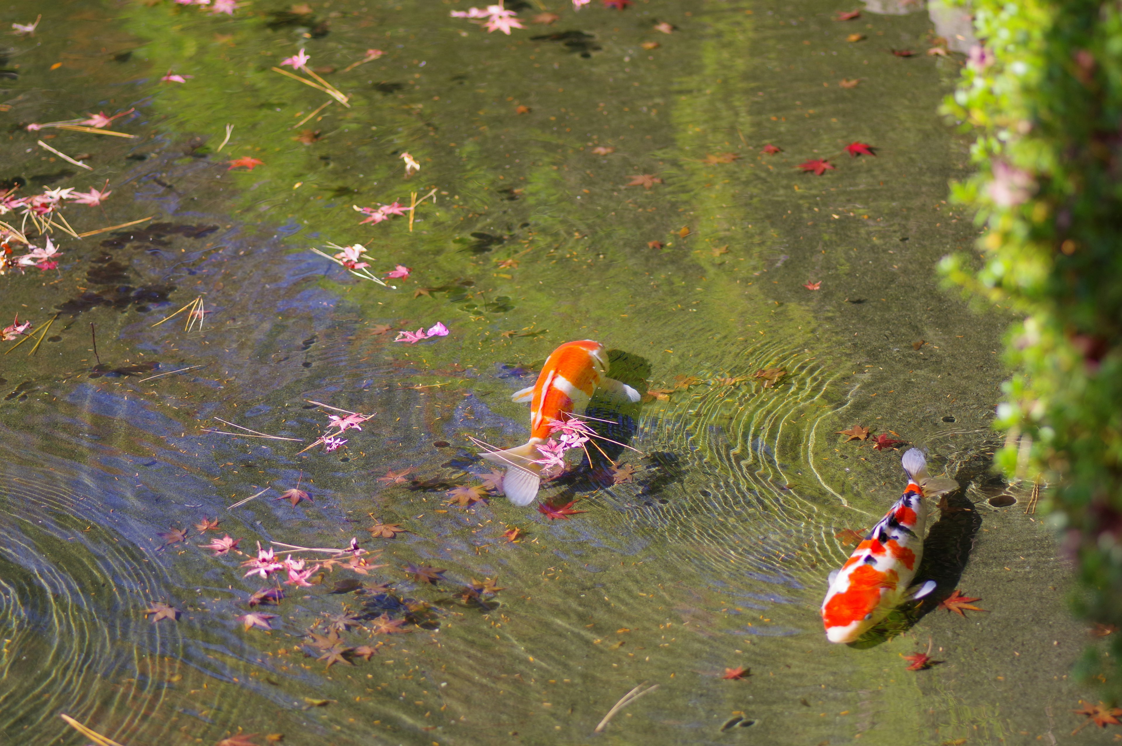 Orange Koi, die in einem Teich schwimmen, umgeben von Wasserpflanzen