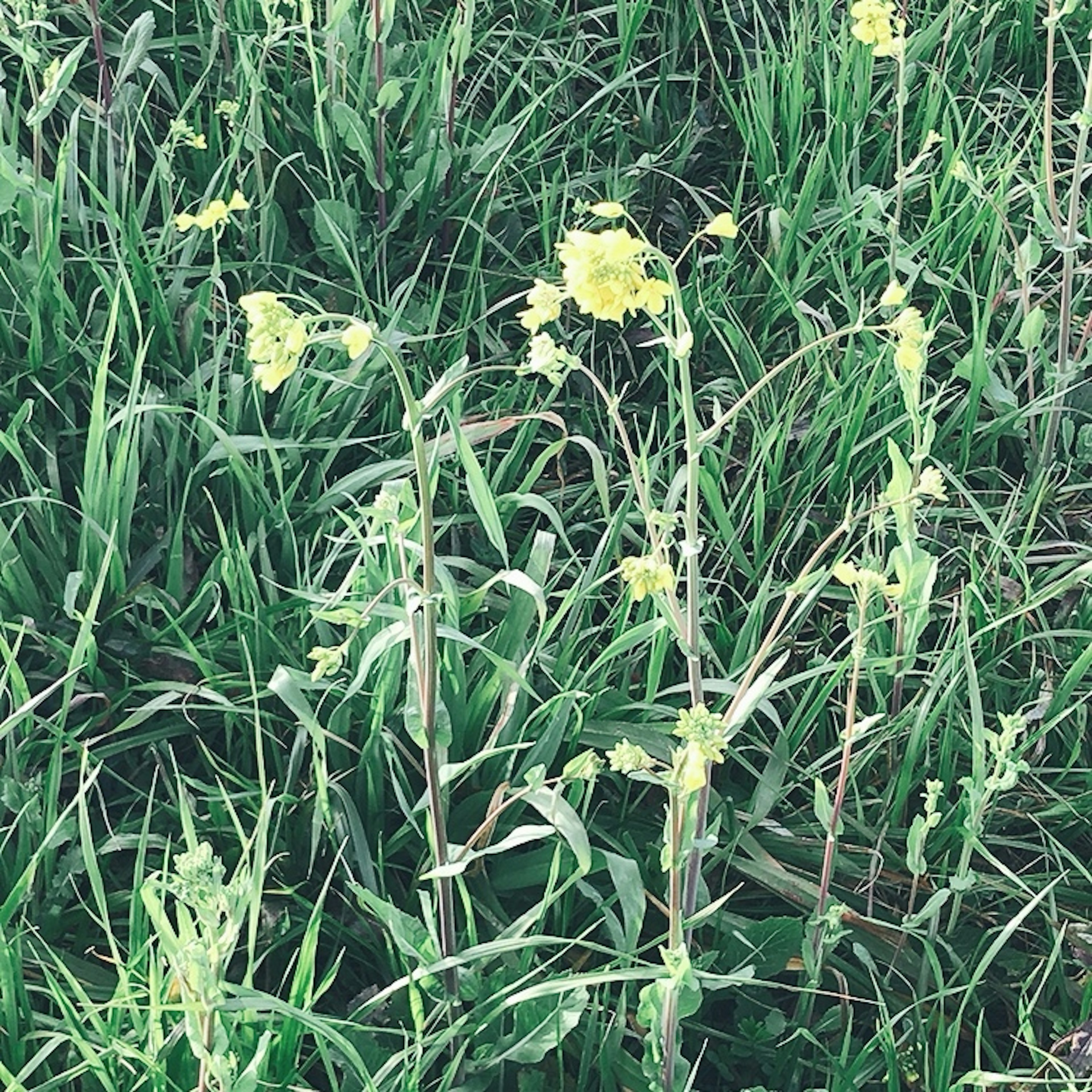 Sekelompok bunga kuning yang mekar di padang rumput hijau