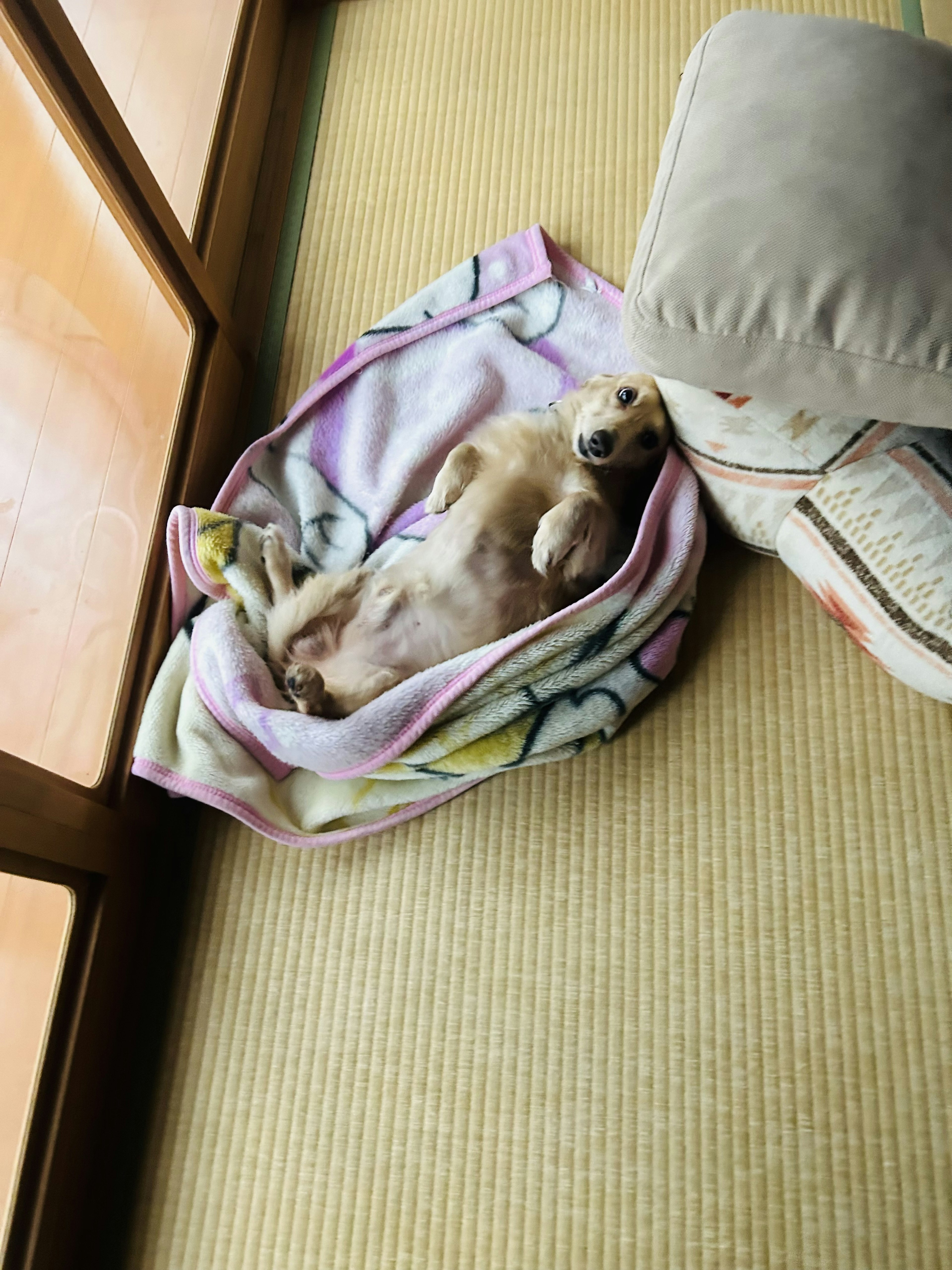 小さな犬がピンクの毛布の上で寝ている