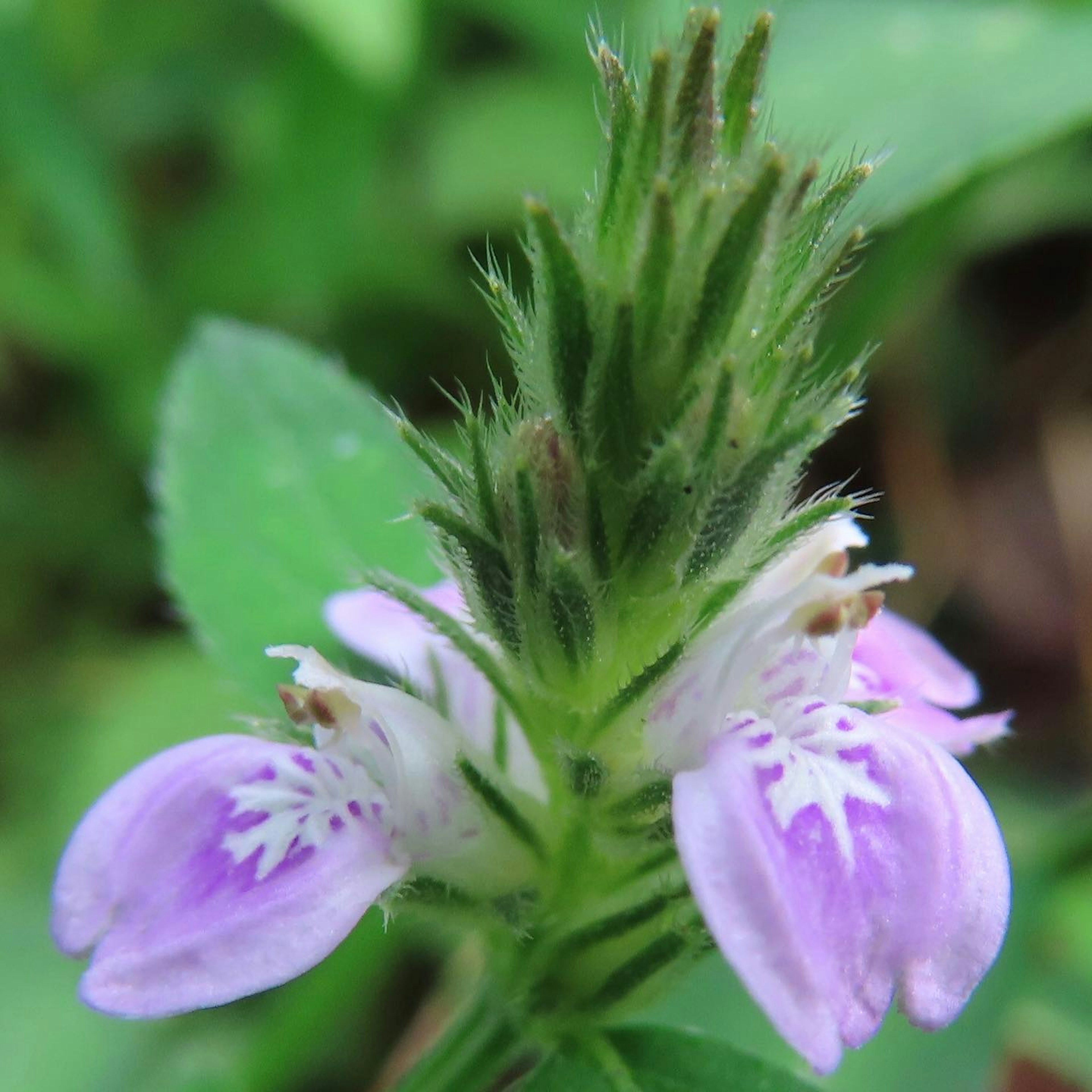 Foto ravvicinata di una pianta con fiori viola