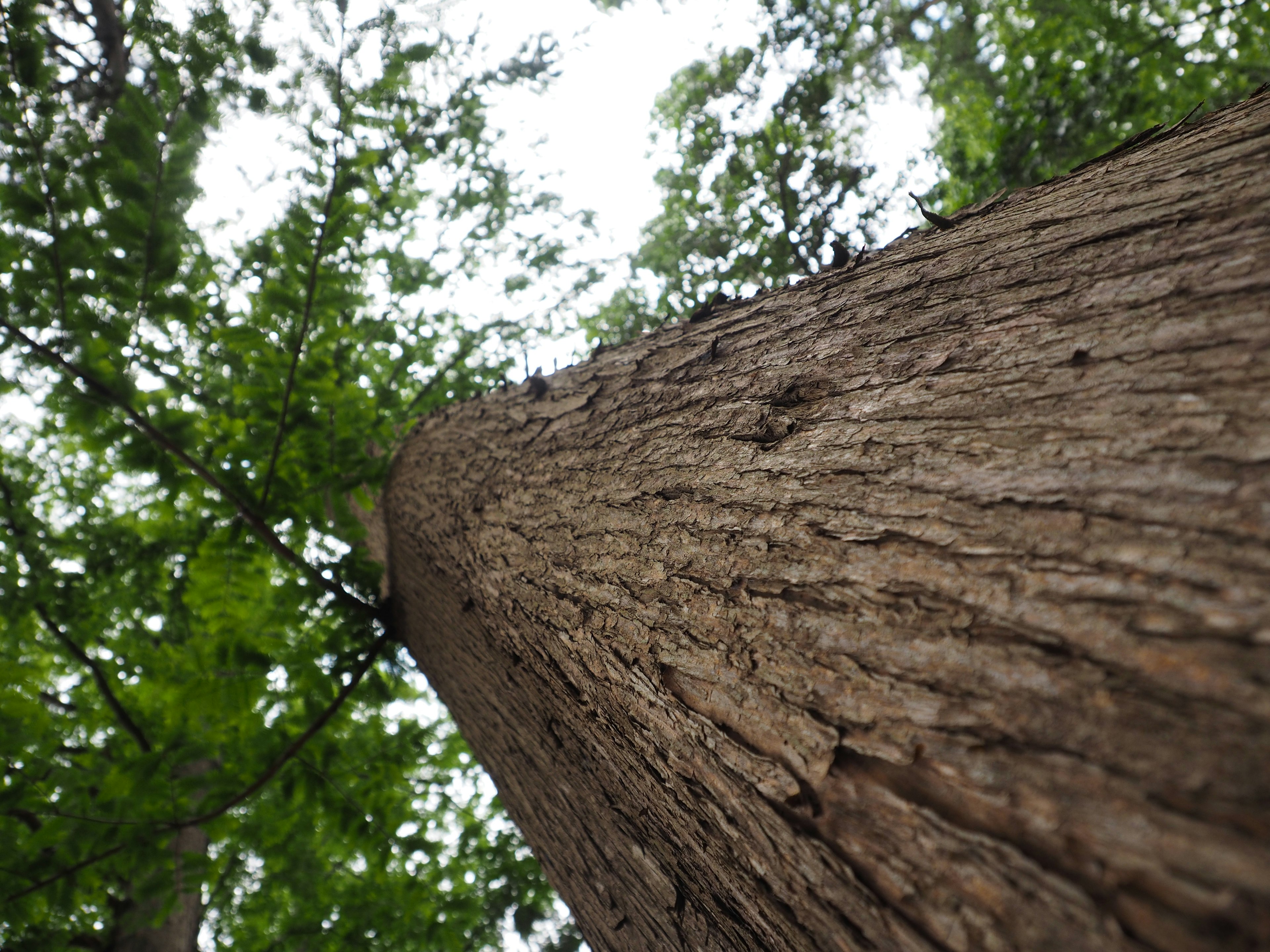 Close-up photo of a tree trunk shot from below with green leaves above