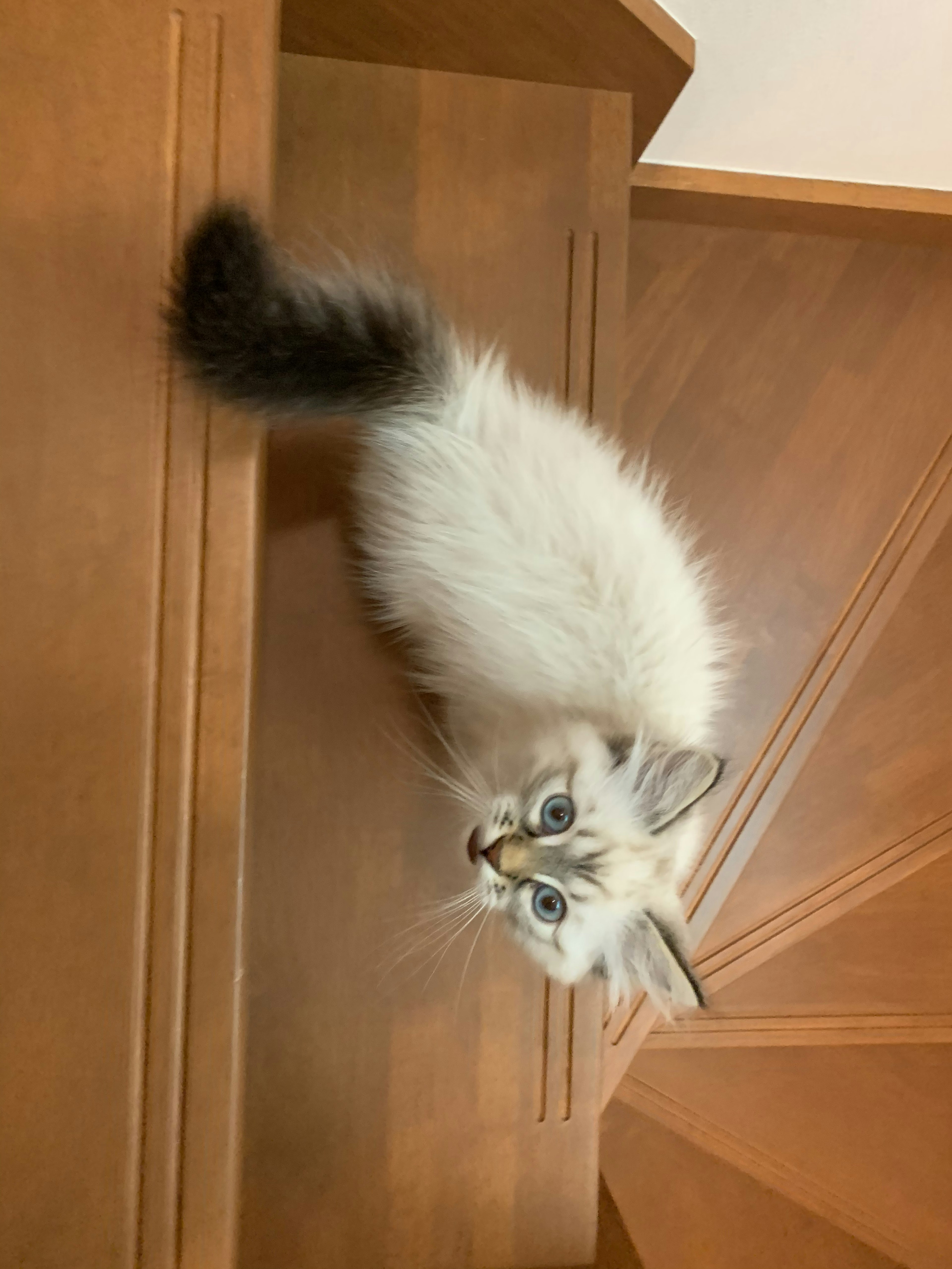 Kucing putih berbulu dengan mata biru di tangga kayu