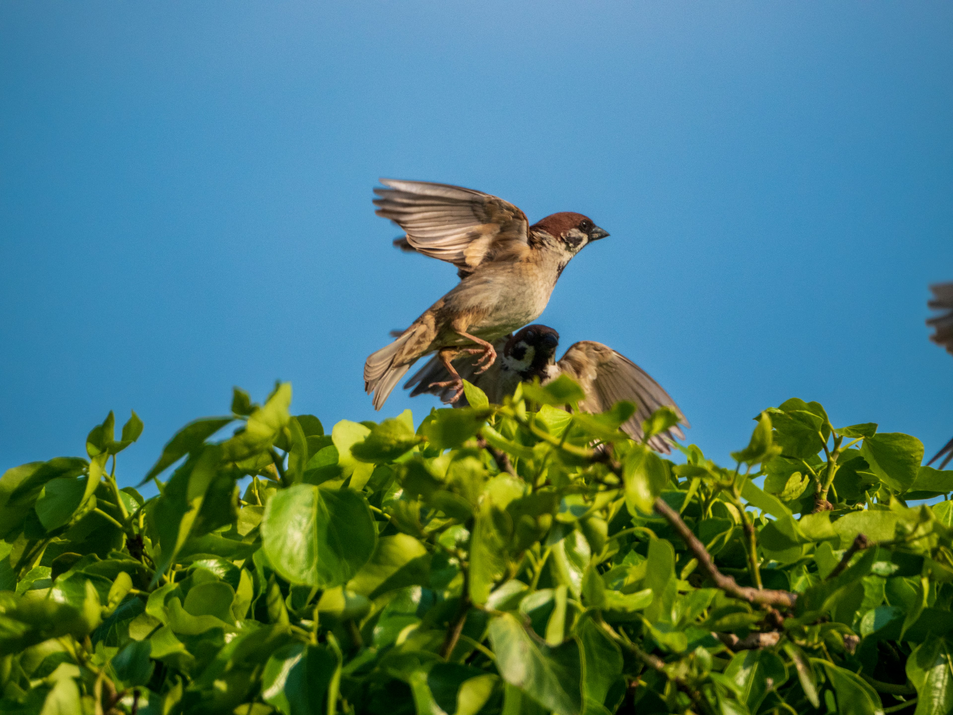 Moineaux perchés sur des feuilles vertes sous un ciel bleu