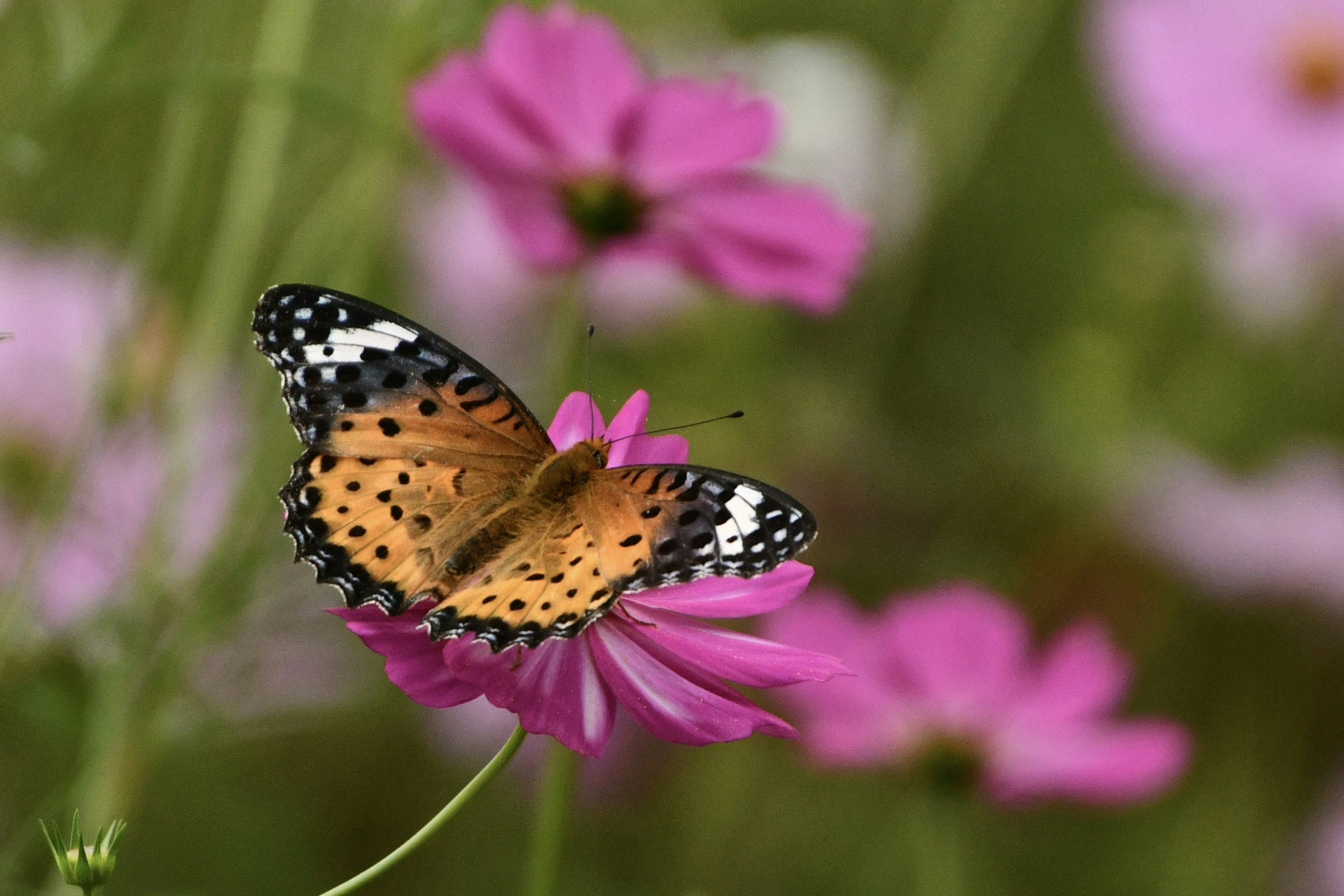 Una mariposa naranja vibrante posándose sobre una flor rosa en un entorno natural