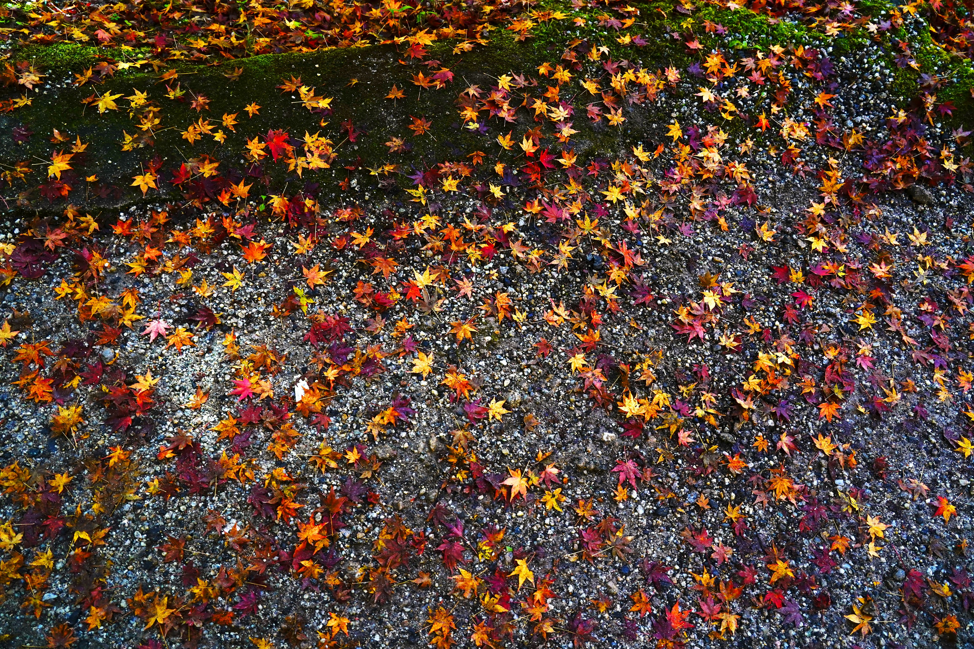 Foglie autunnali colorate sparse sul terreno