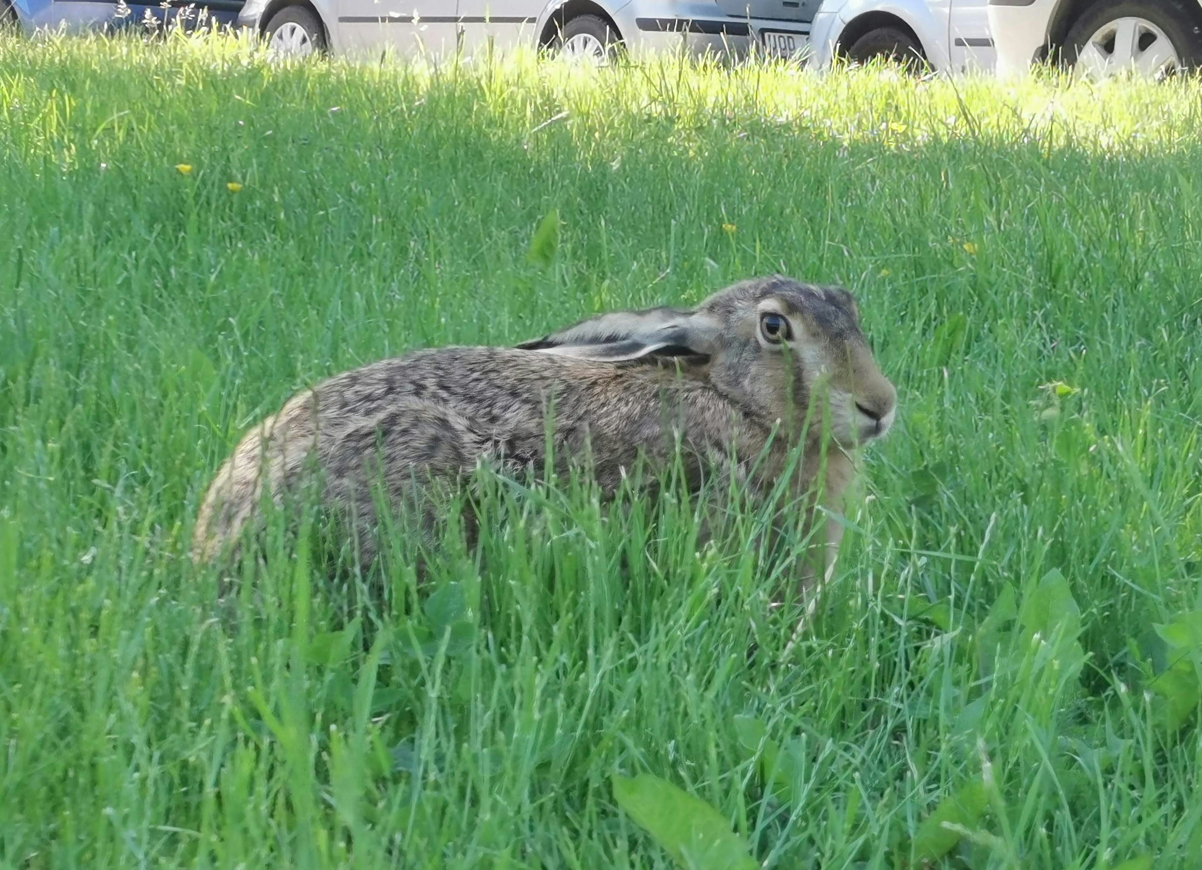 Wildkaninchen ruht im hohen Gras