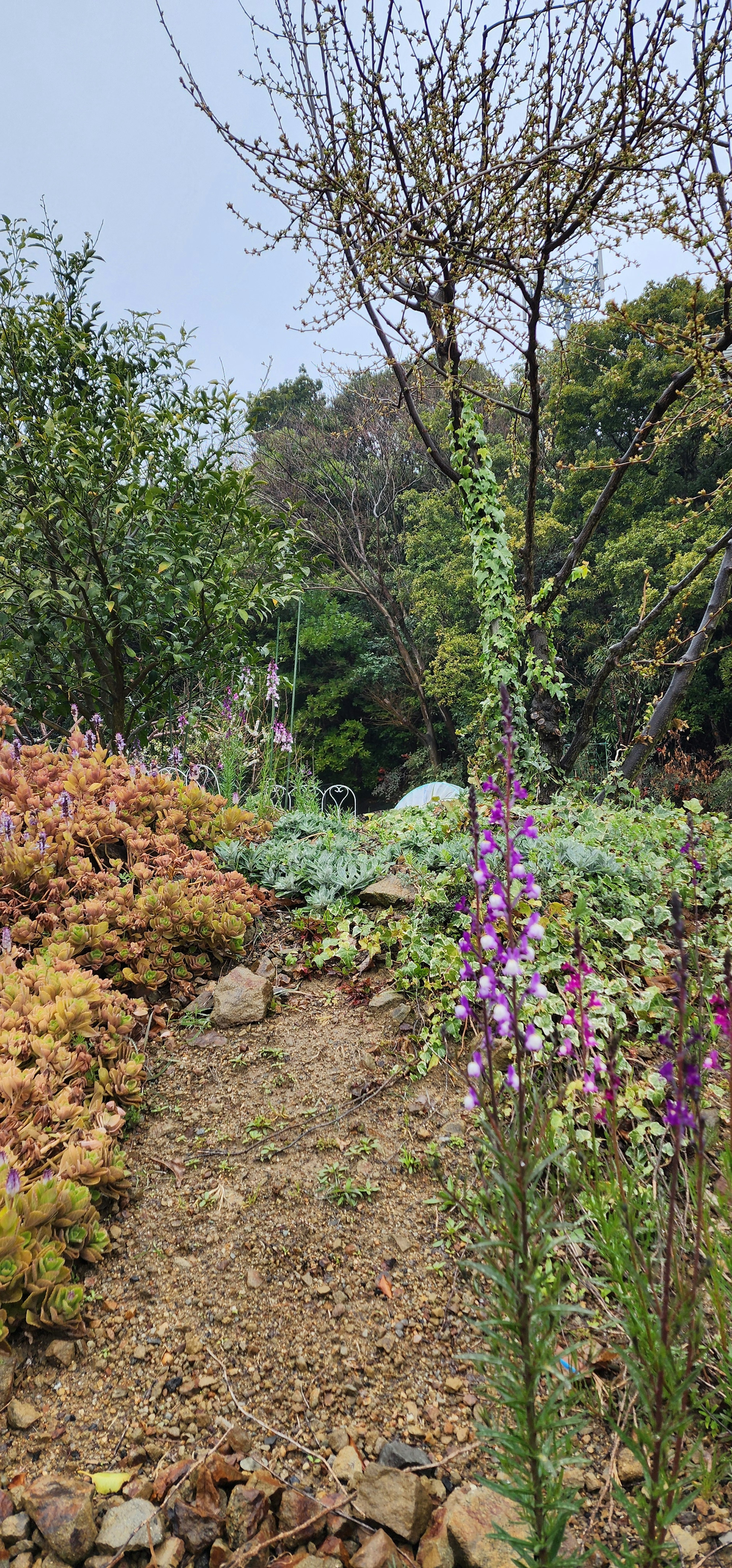 一條花卉豐富的花園小徑和背景中的綠樹