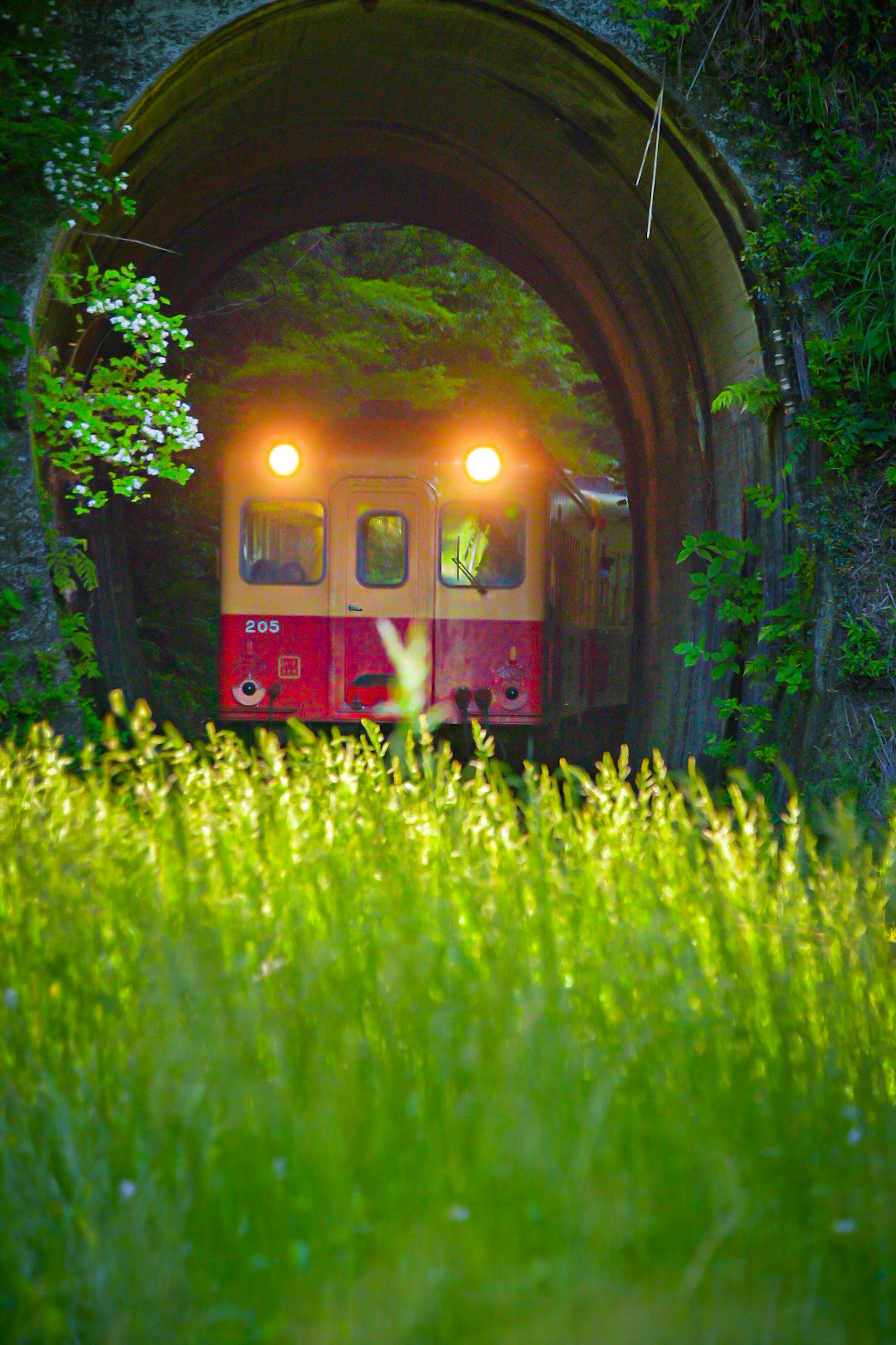 Train rouge sortant d'un tunnel entouré d'herbe verte