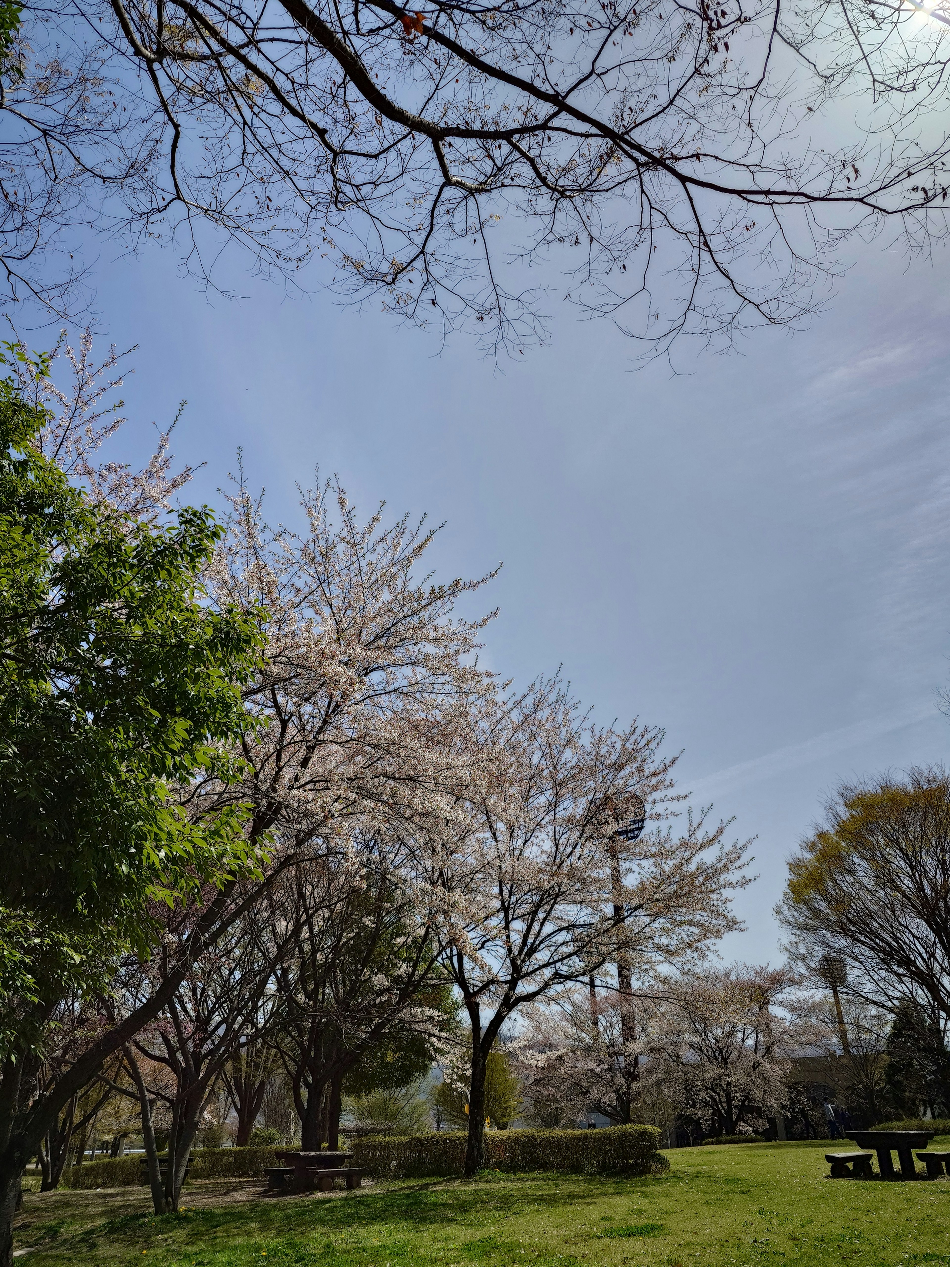 Cherry blossoms blooming under a blue sky with green grass