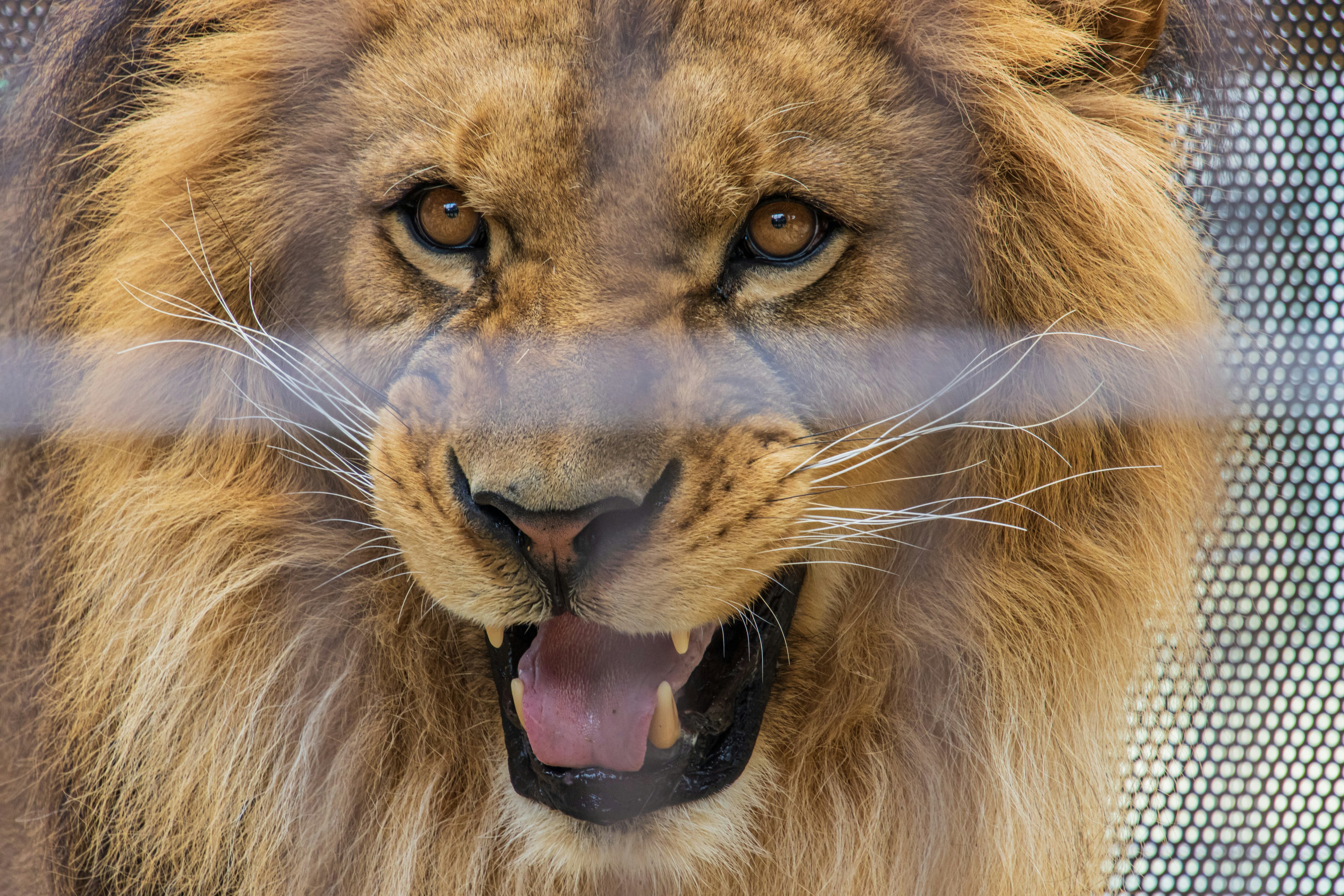 Gros plan d'un lion rugissant derrière une clôture