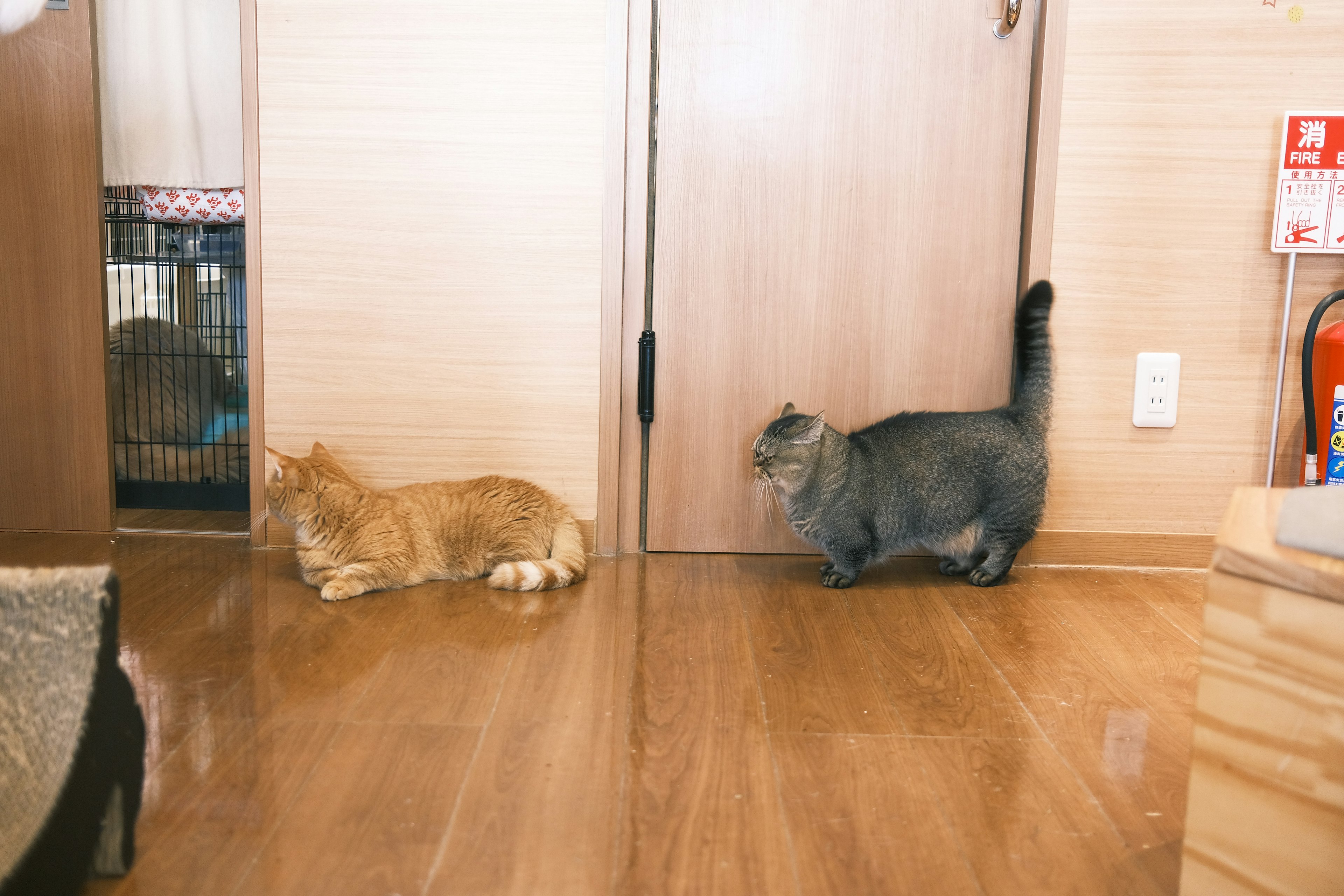 Un chat roux et un chat gris se reposent près d'une porte dans un cadre intérieur