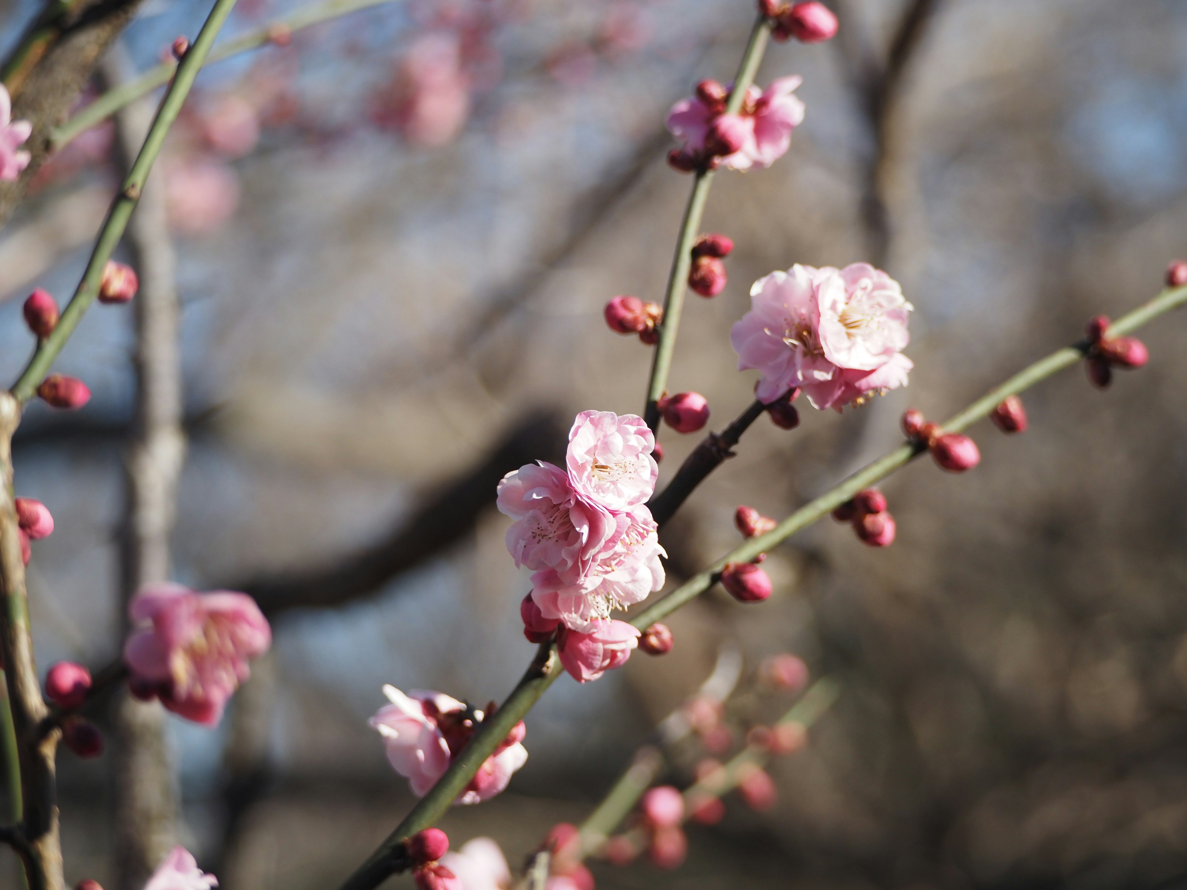 Nahaufnahme von Pflaumenbaumzweigen mit rosa Blüten