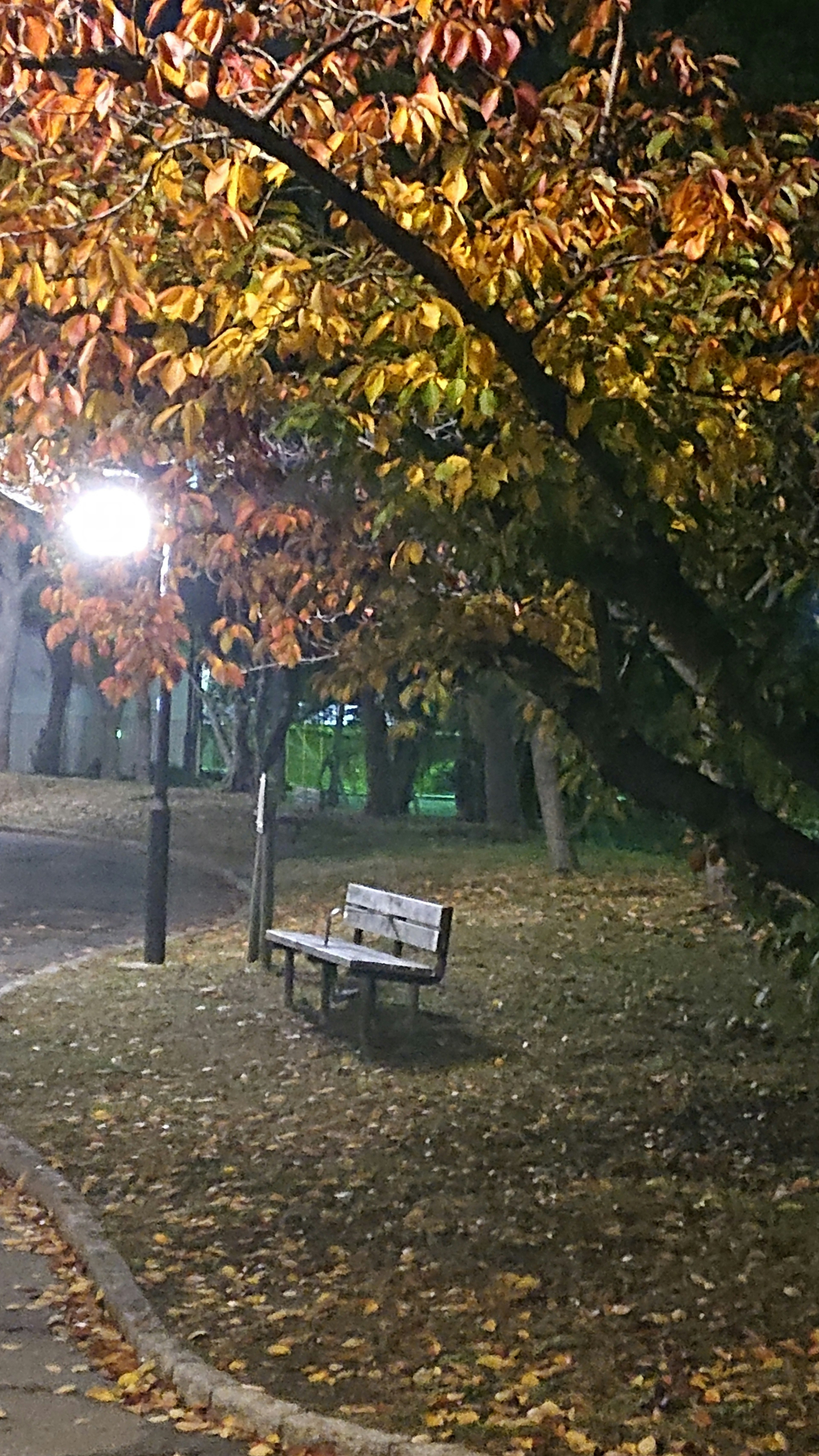 秋の夜の公園のベンチと街灯