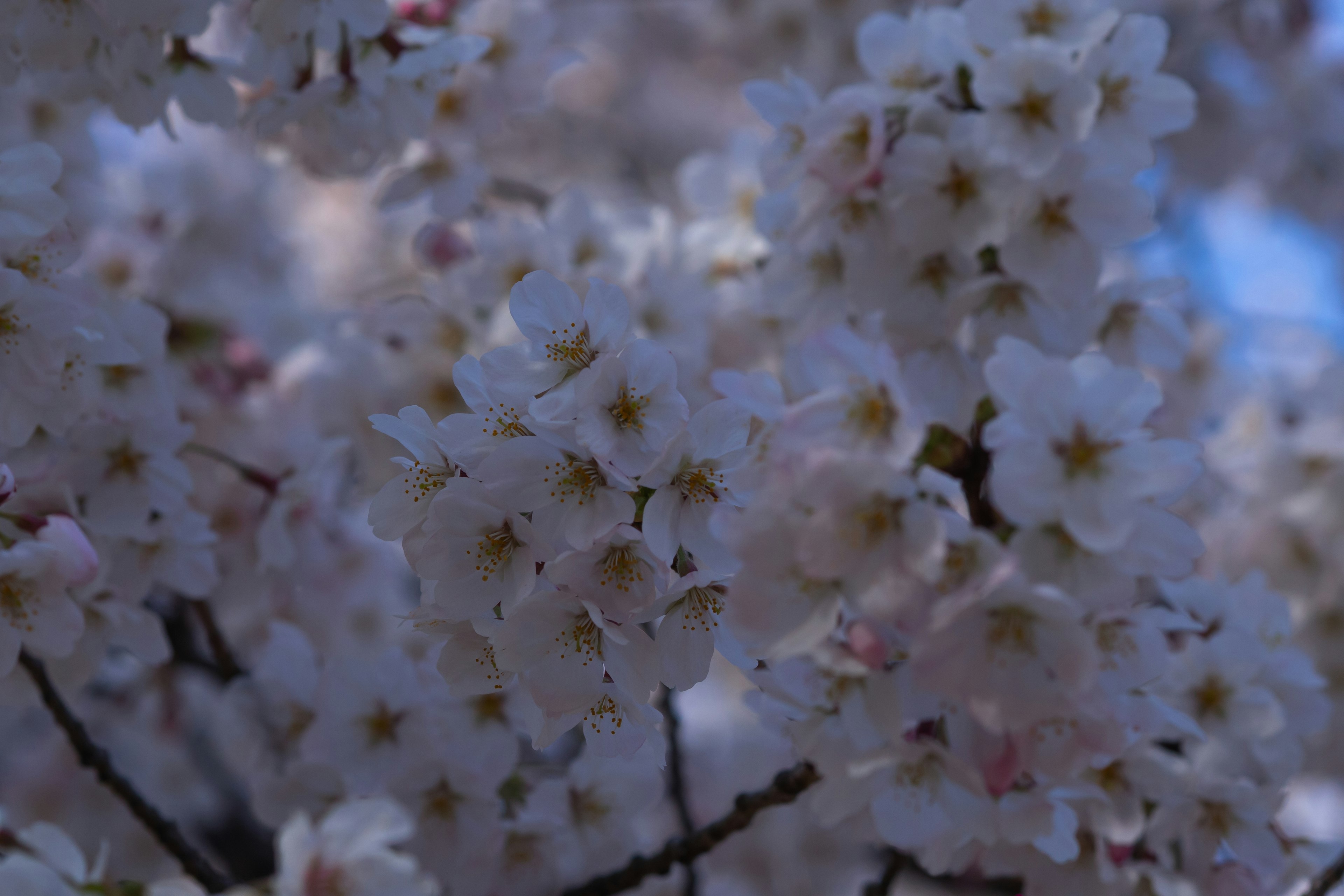 Primo piano di fiori di ciliegio in piena fioritura