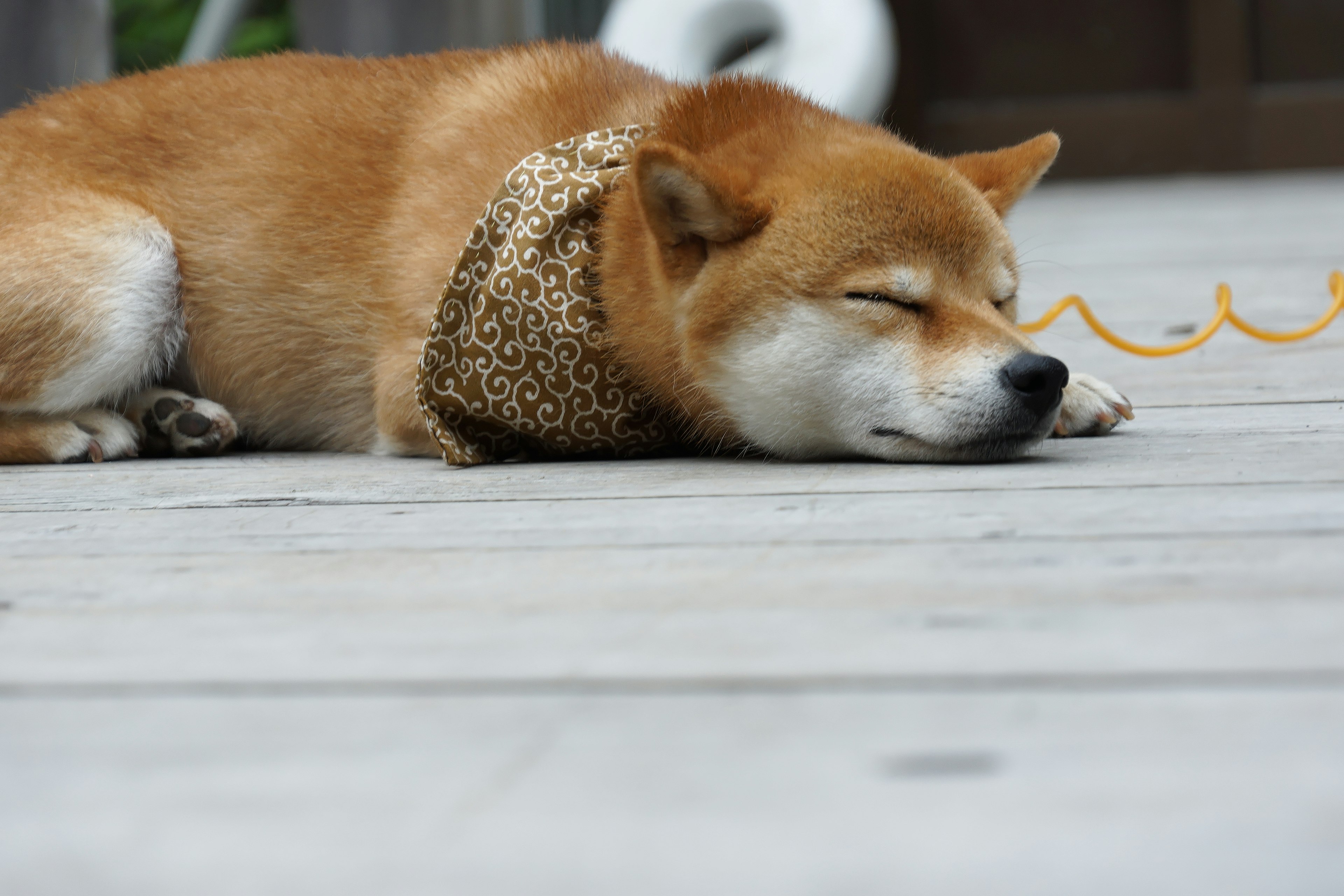 眠っている柴犬がレオパード柄のスカーフをつけている