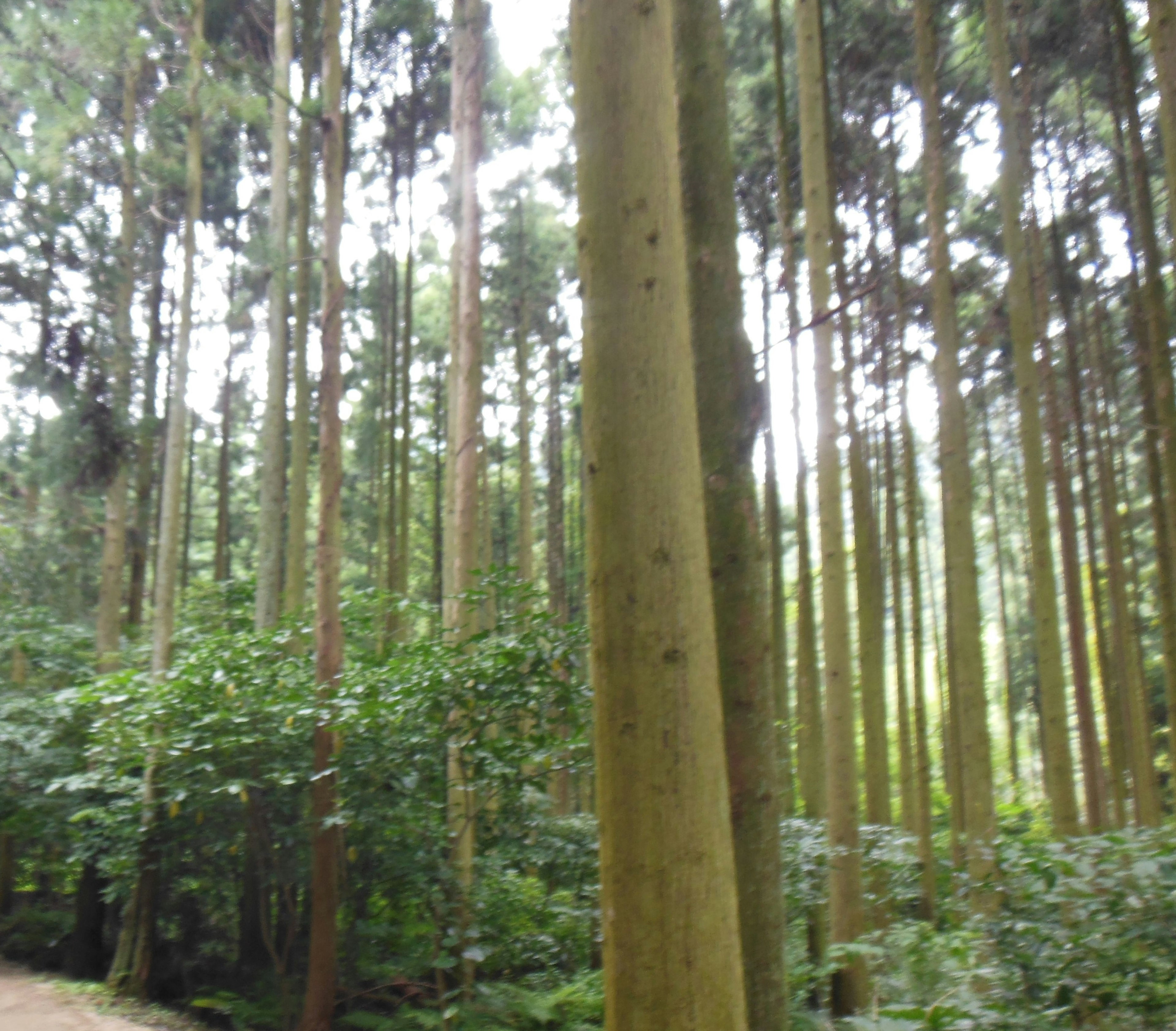 Tall trees in a forest with lush greenery