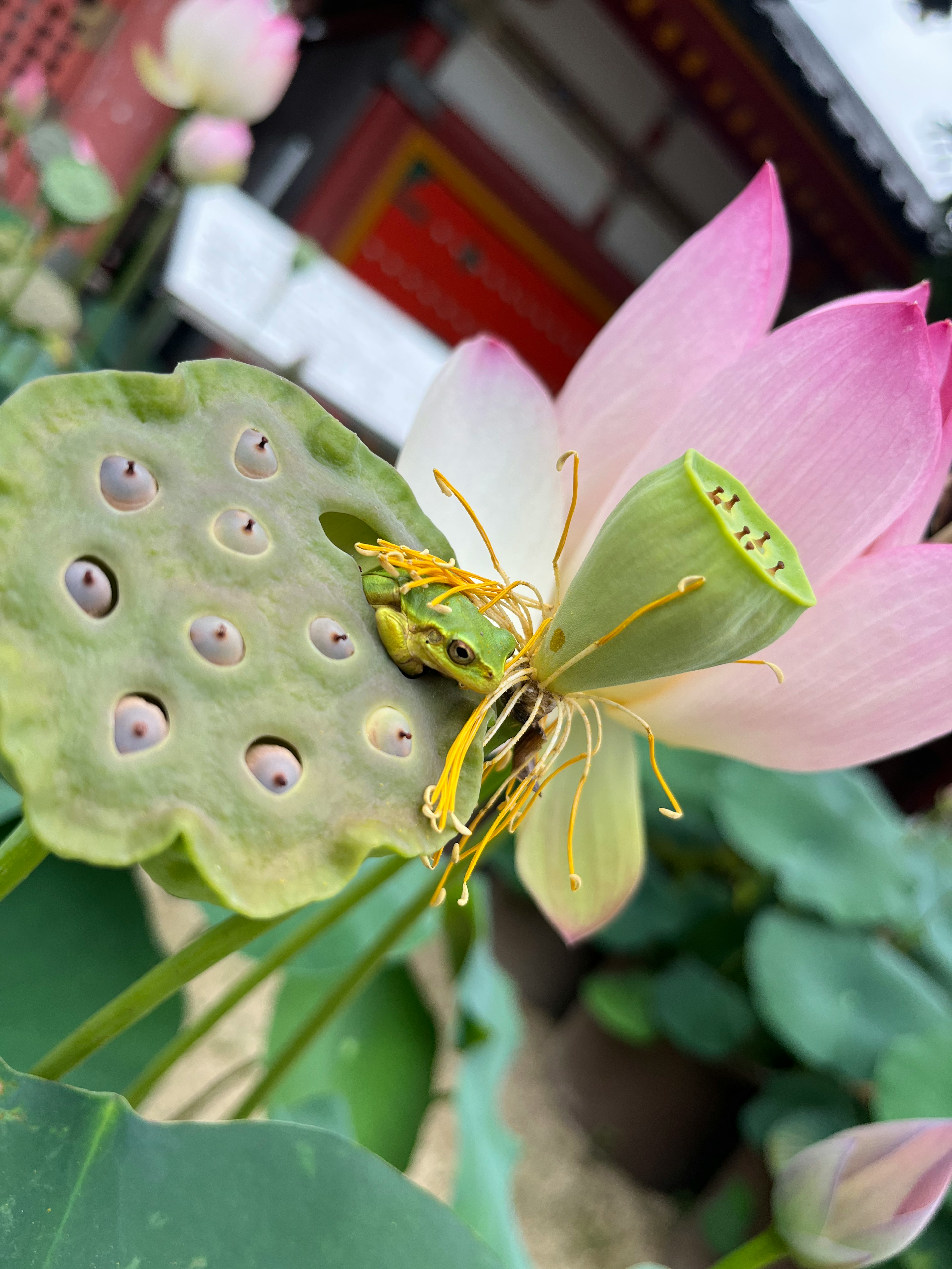 Bellissimo fiore di loto con baccello di semi distintivo