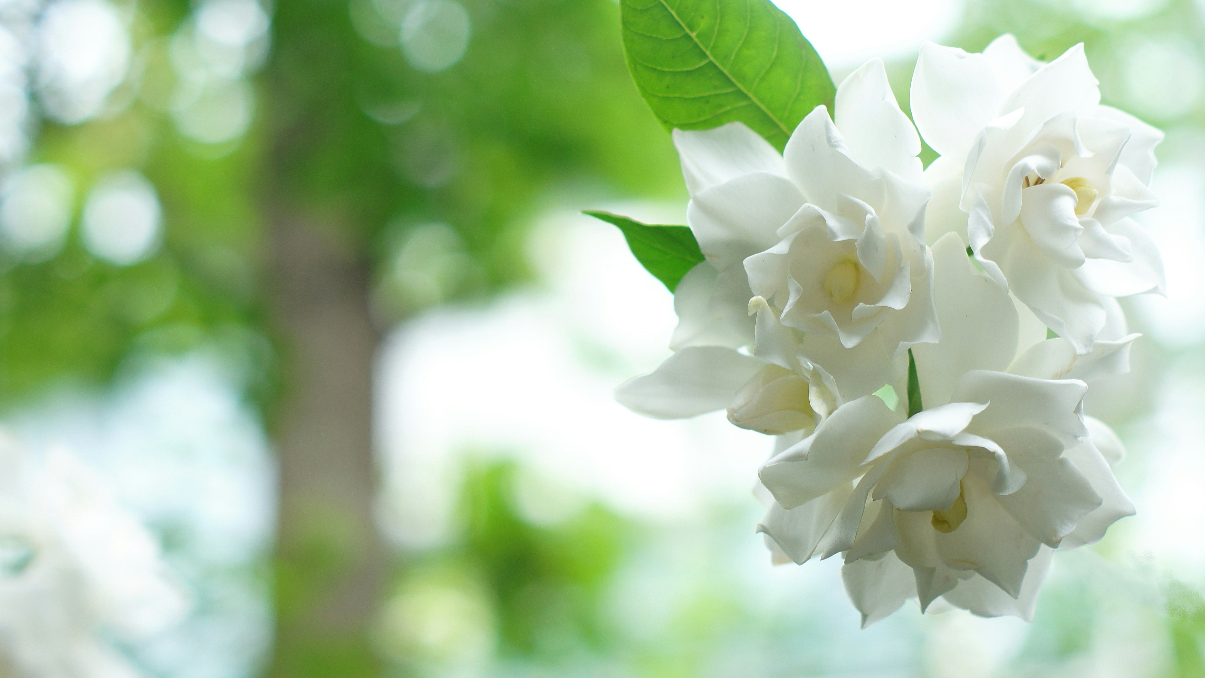 白い花と緑の葉が特徴的な背景のぼやけた画像