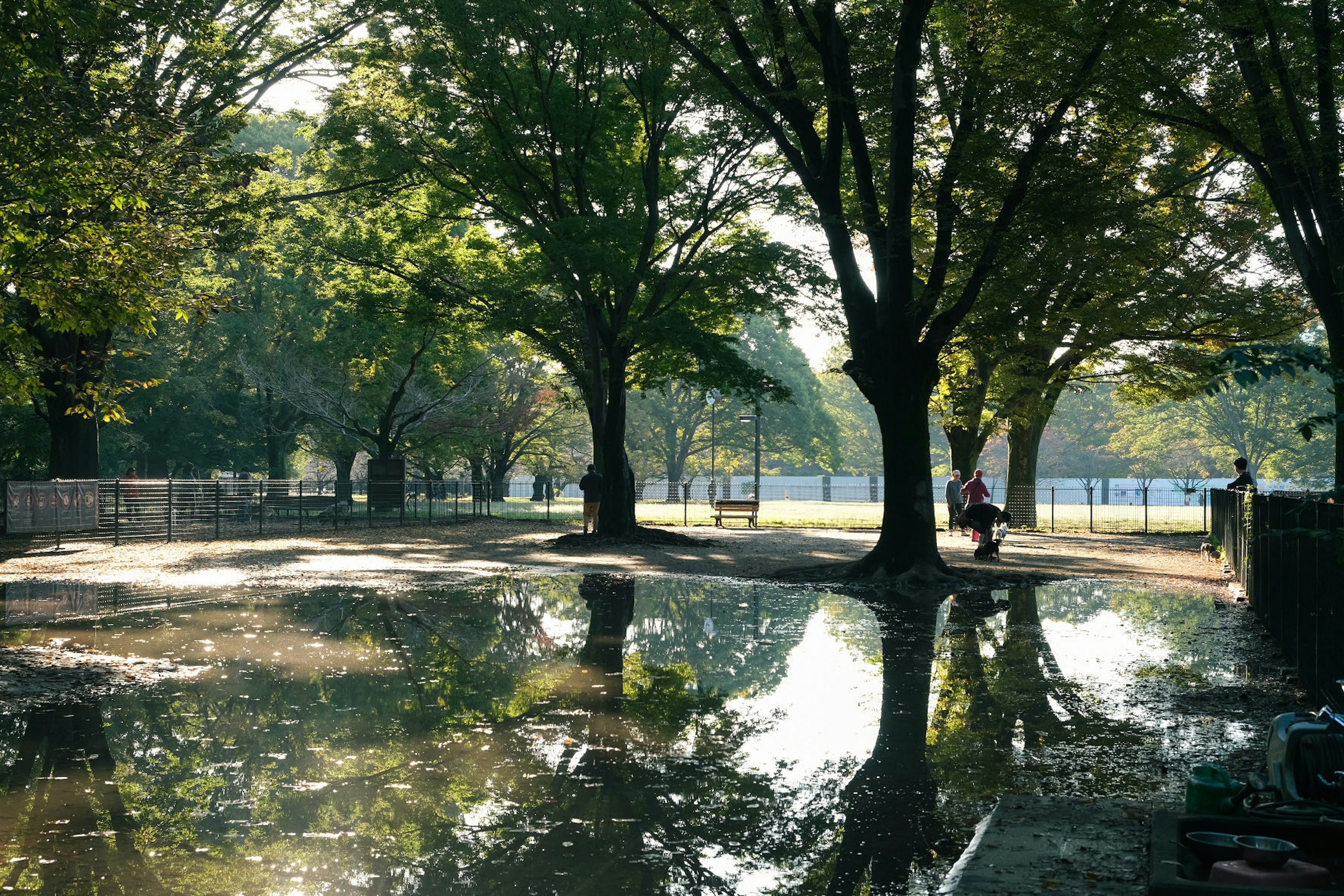 Escena de parque exuberante con reflejos en charcos persona caminando bajo la luz brillante