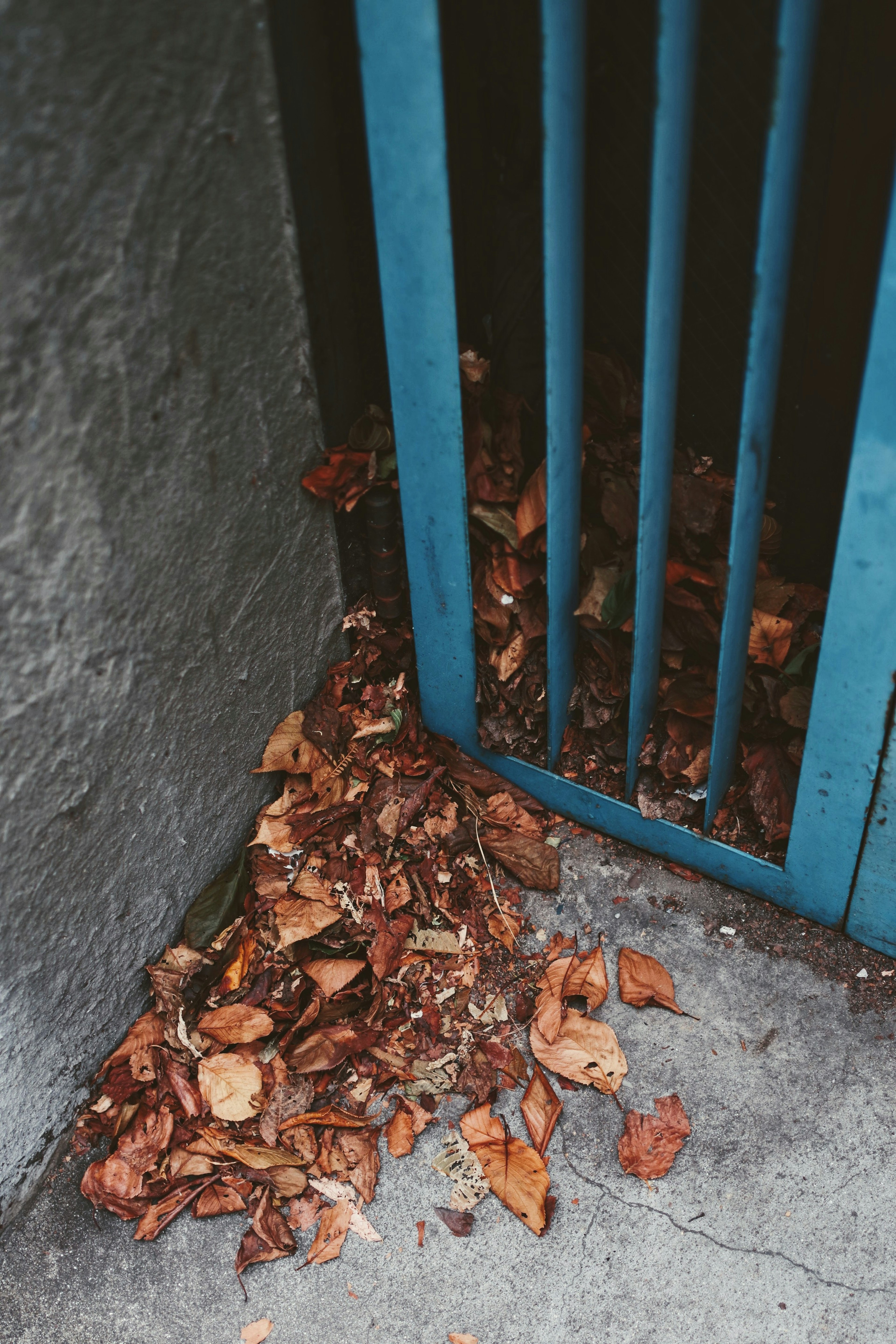 Feuilles sèches éparpillées au pied d'une porte bleue