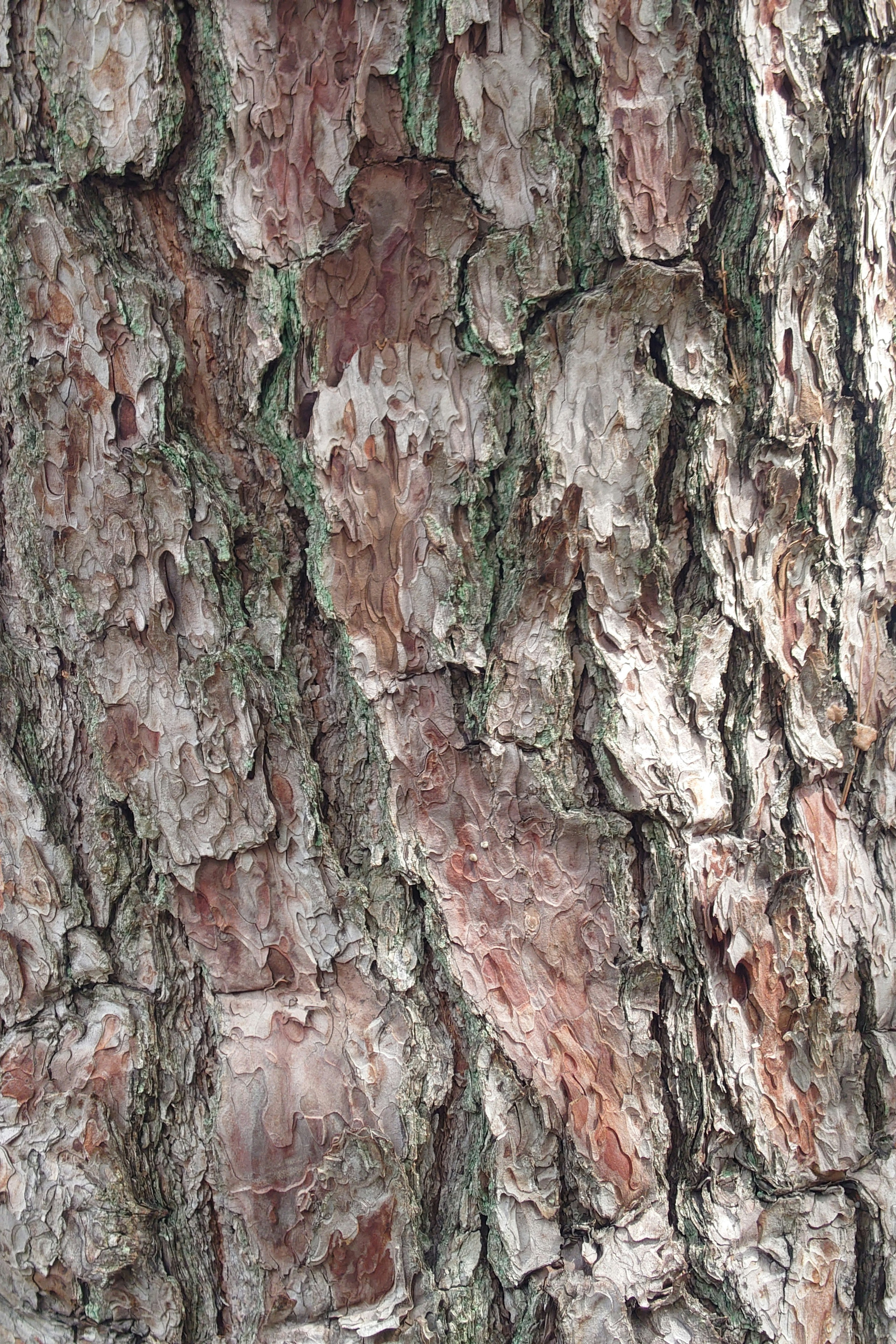 Gros plan de la texture de l'écorce d'arbre avec des couleurs brun-rouge