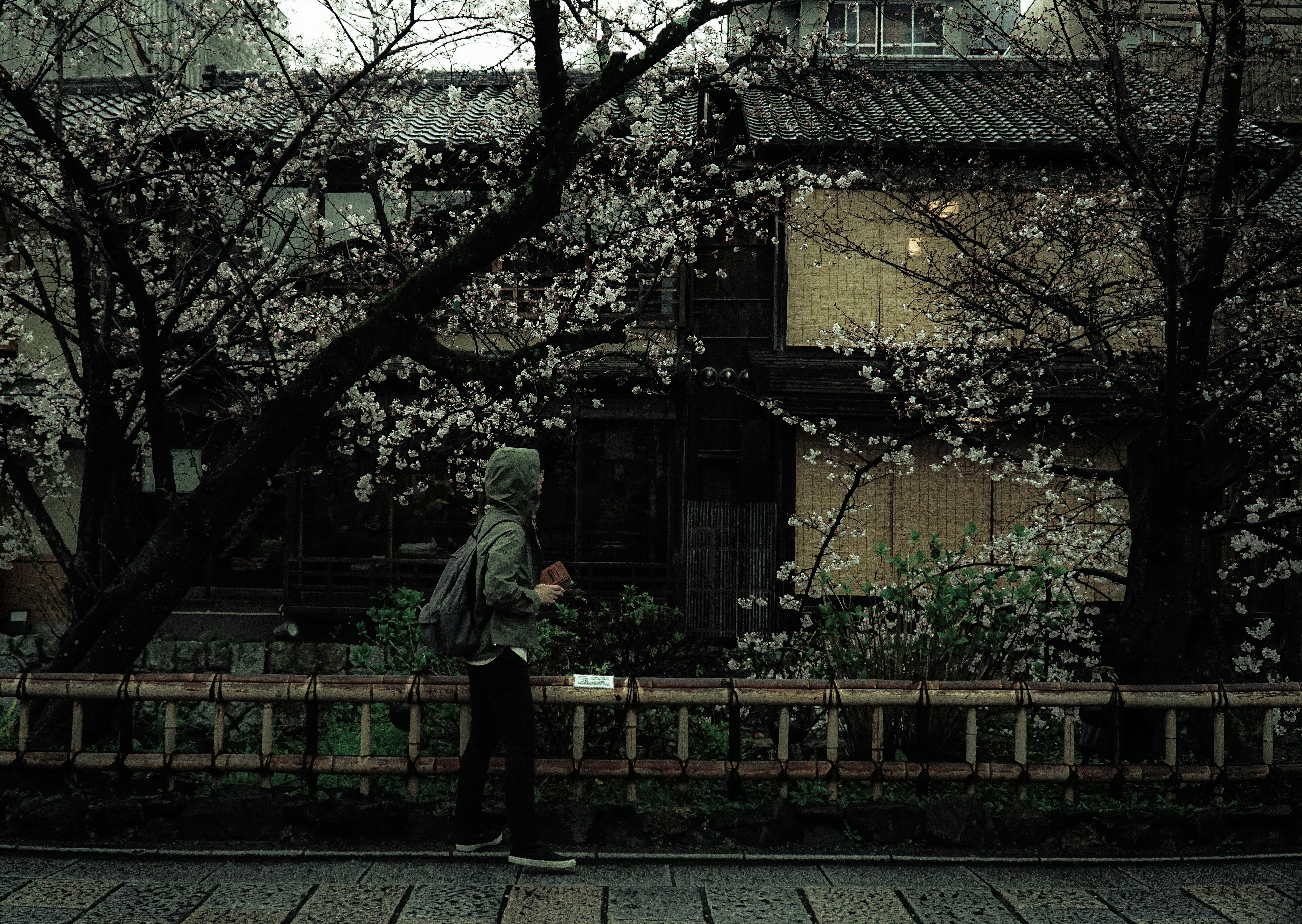 Person walking under cherry blossom trees near an old Japanese house