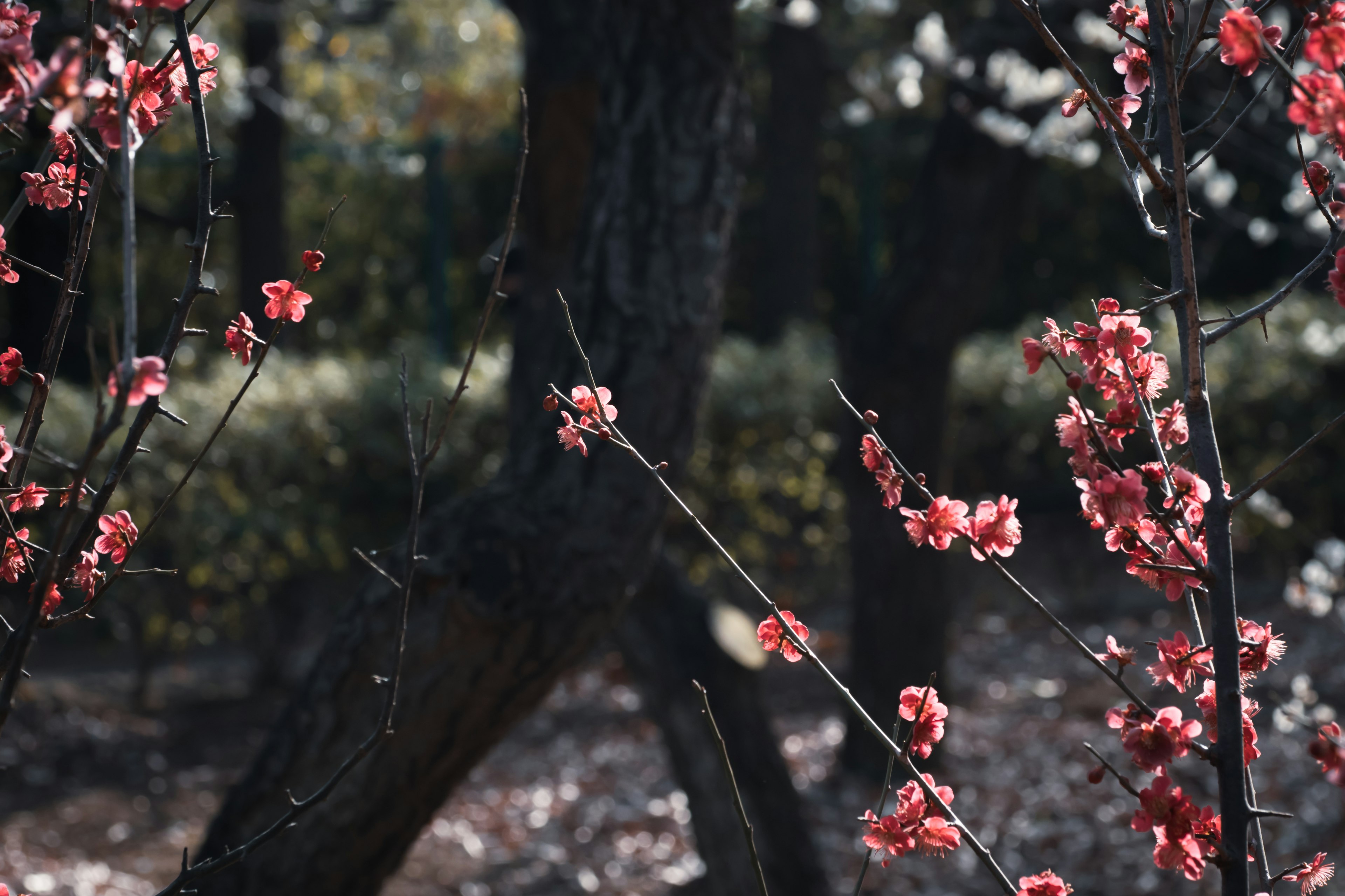 桜の花が咲いている枝と背景の木々の写真