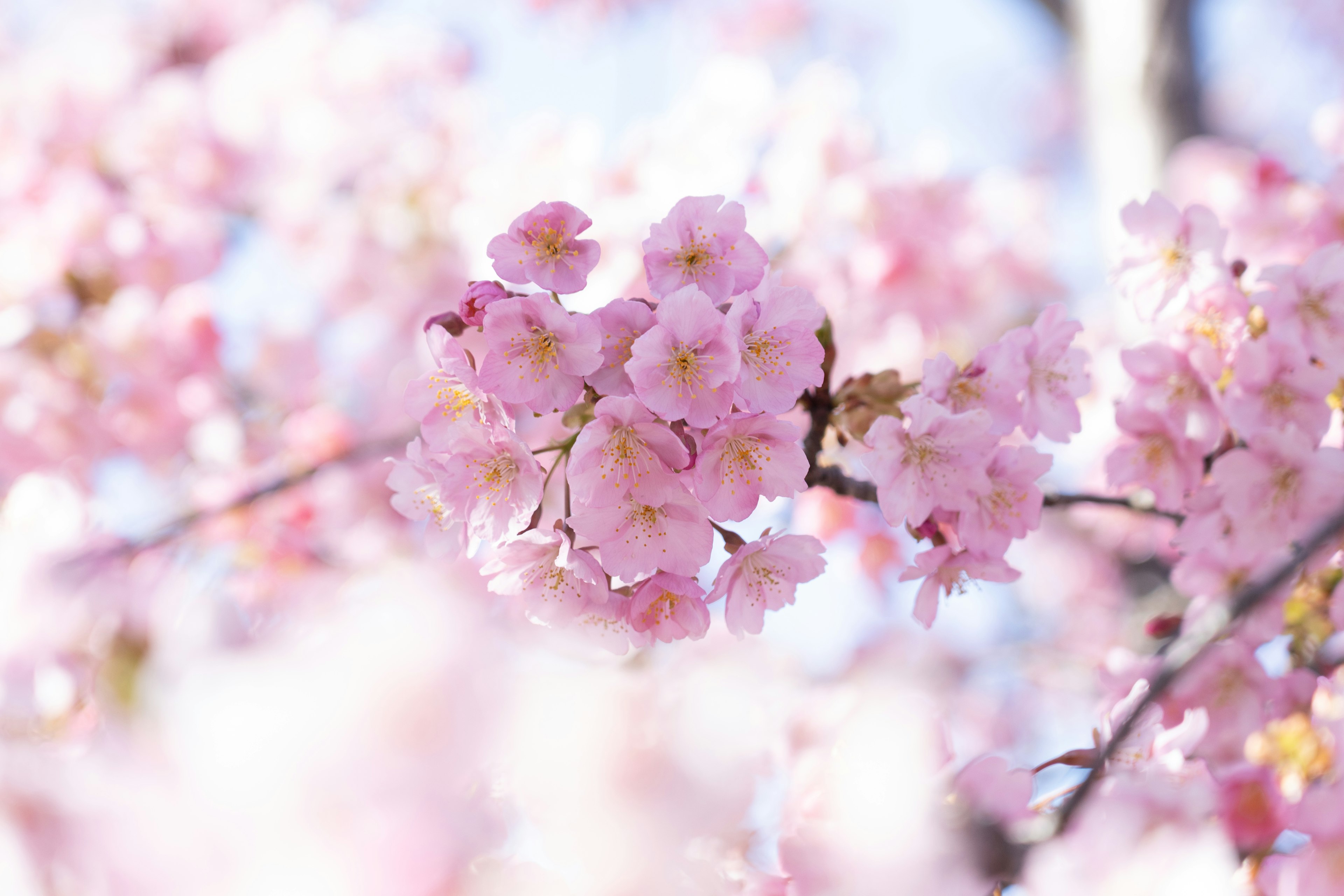 Close-up of cherry blossom flowers on a branch