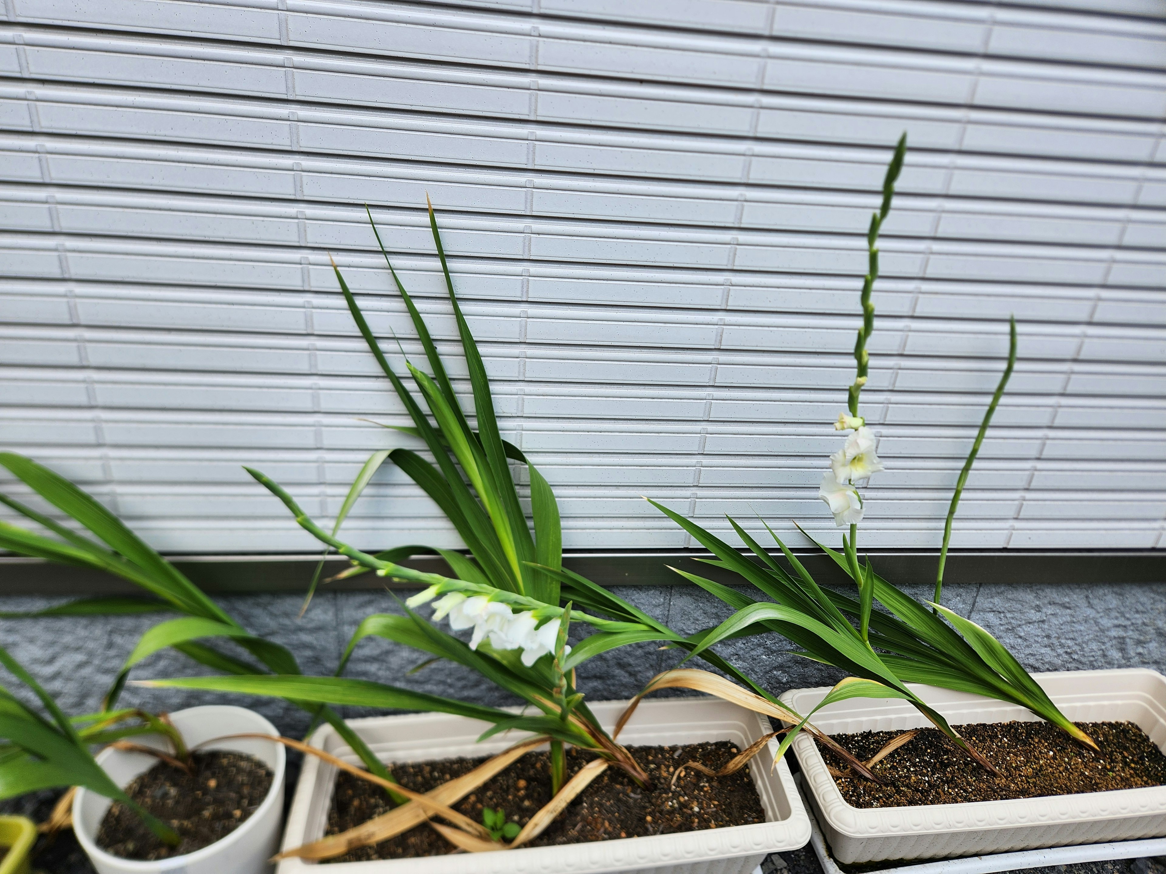 Anordnung von Topfpflanzen mit weißen Orchideenblüten und grünen Blättern