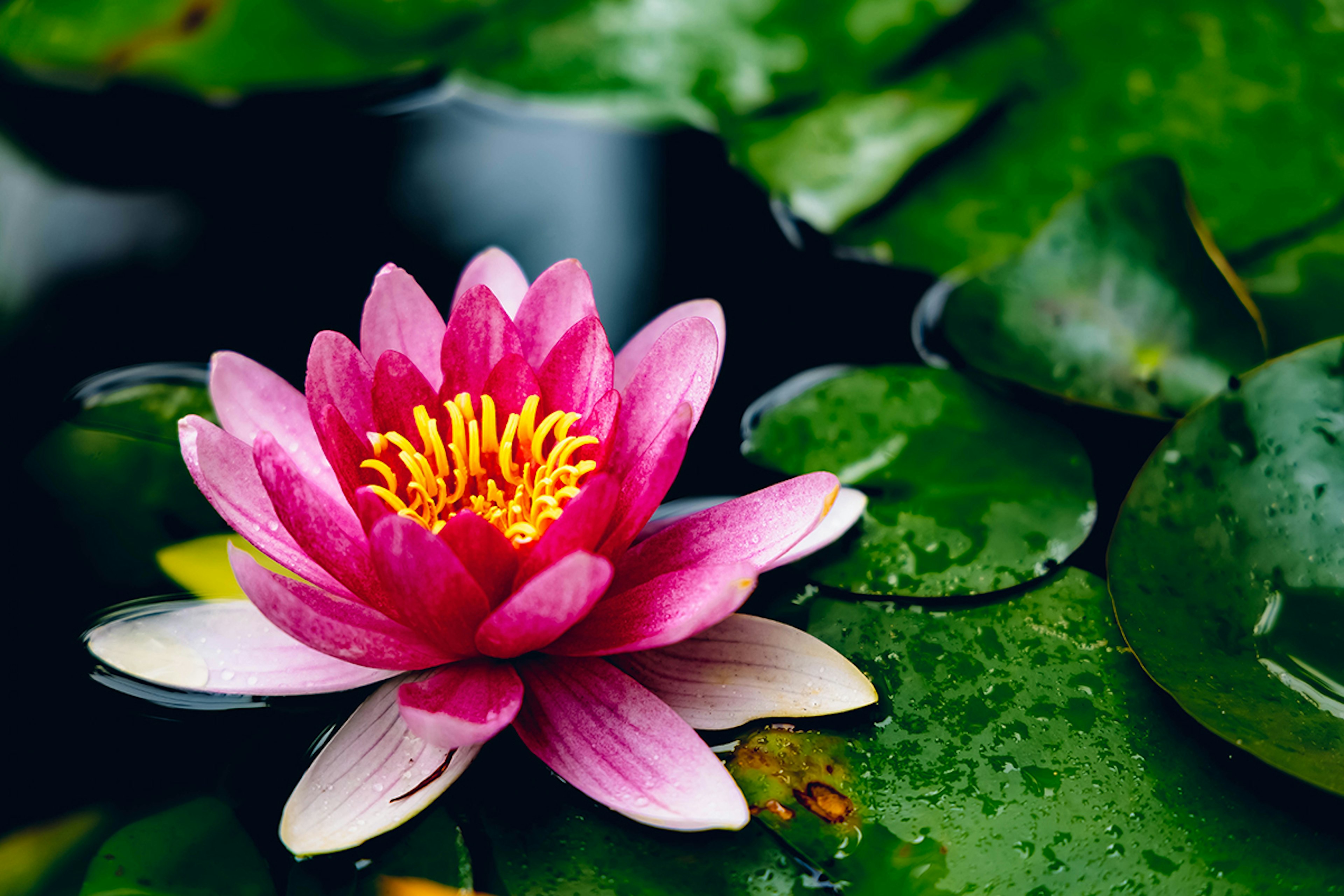 Hermosa flor de loto rosa flotando en el agua con hojas verdes