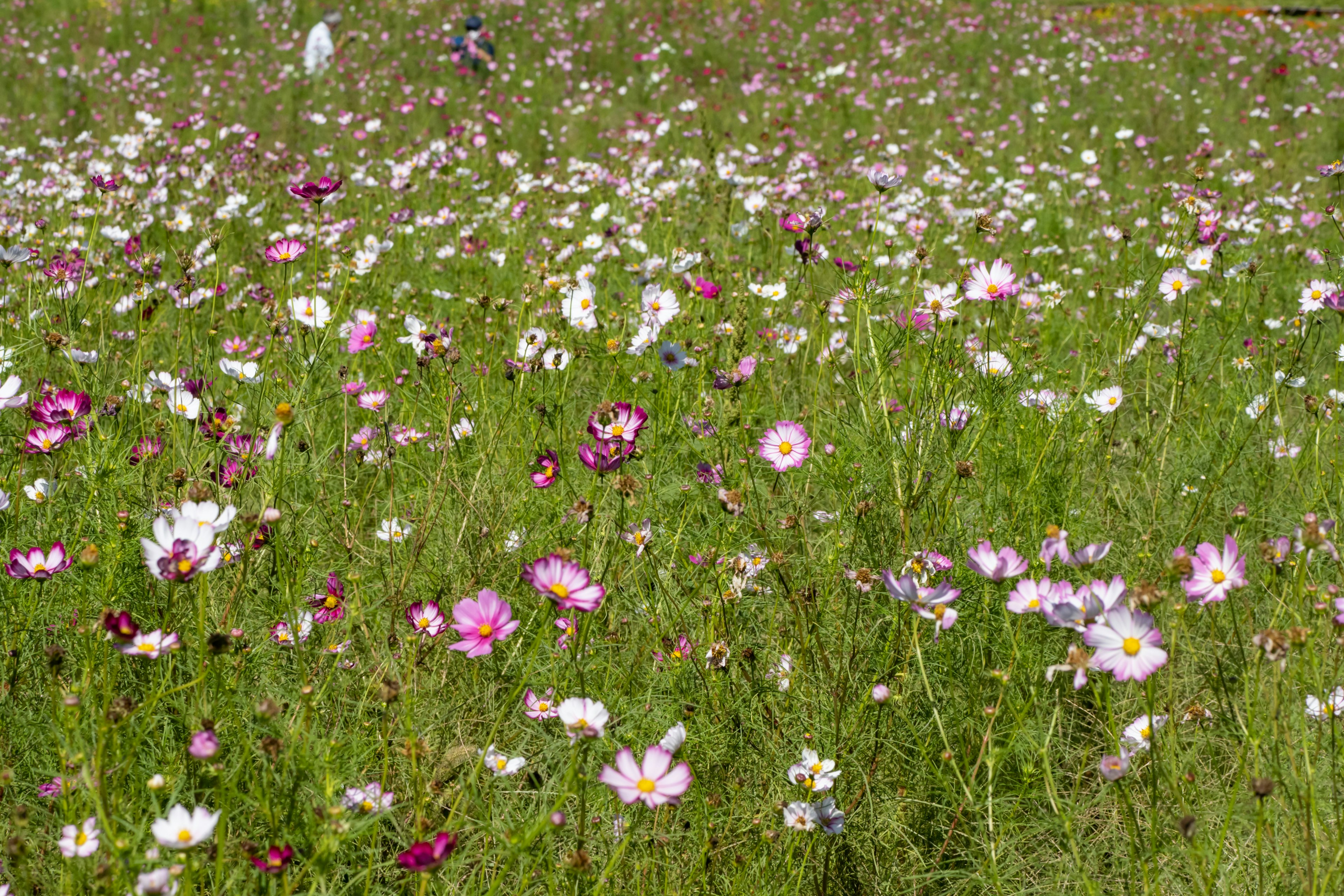 Ein lebendiges Feld voller blühender Blumen in verschiedenen Farben