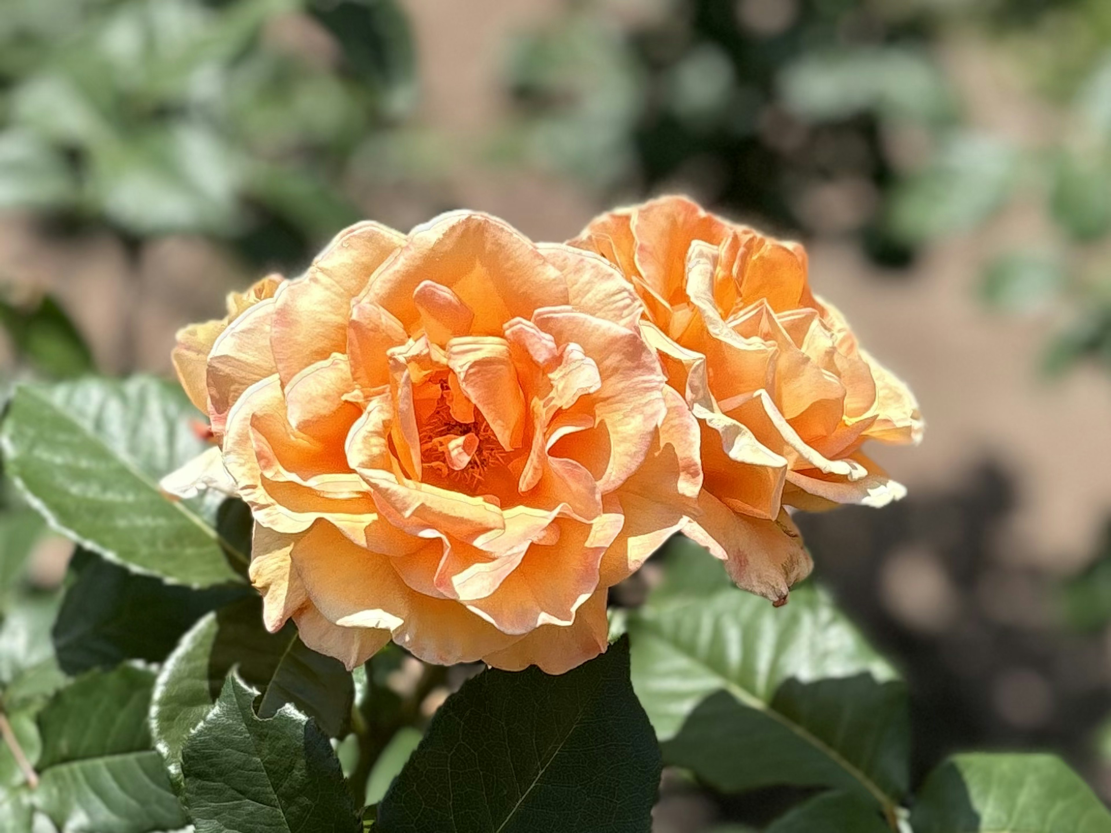 Deux roses orange en fleurs entourées de feuilles vertes