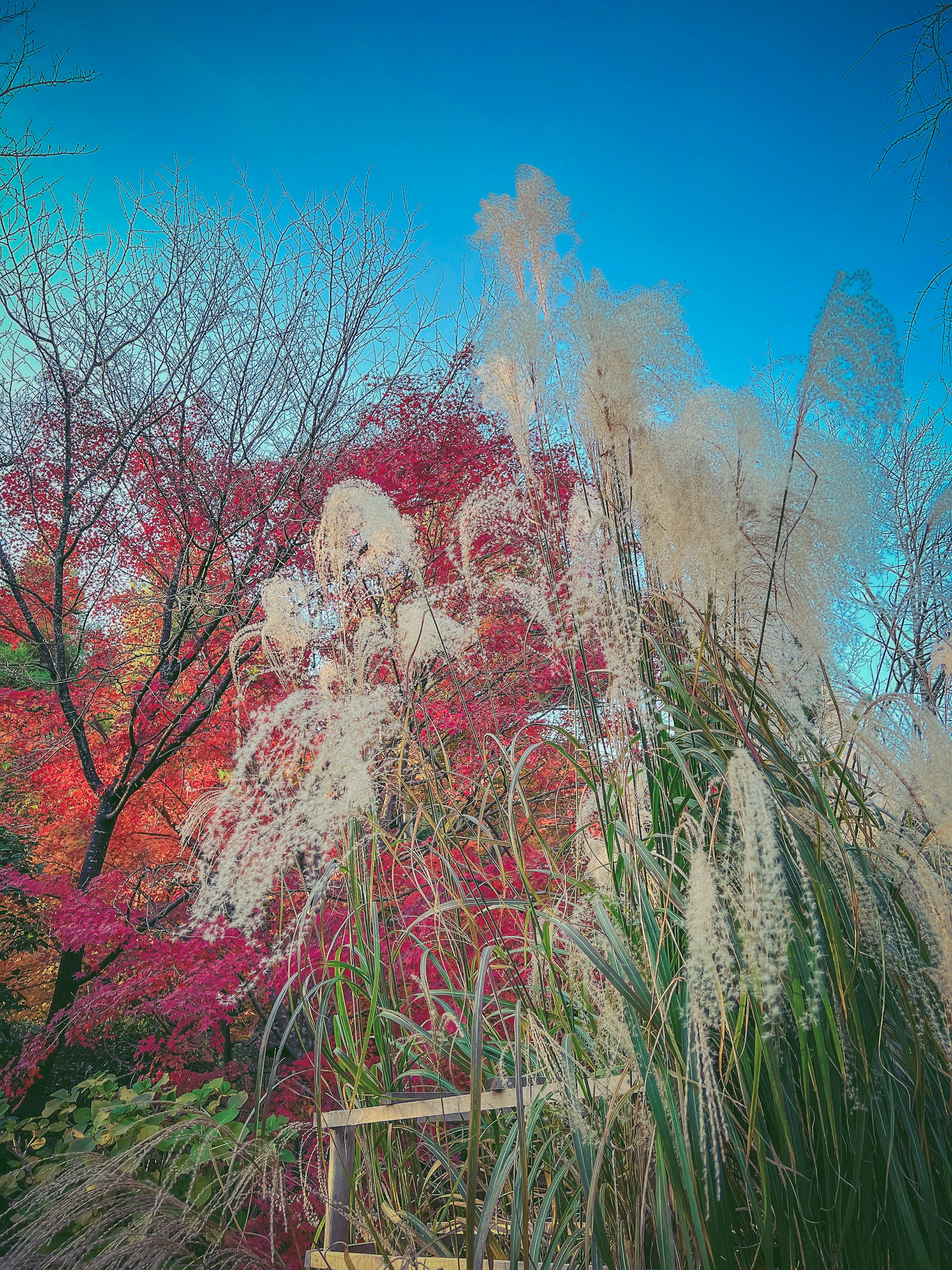 Paysage avec des feuillages d'automne vibrants et des herbes hautes