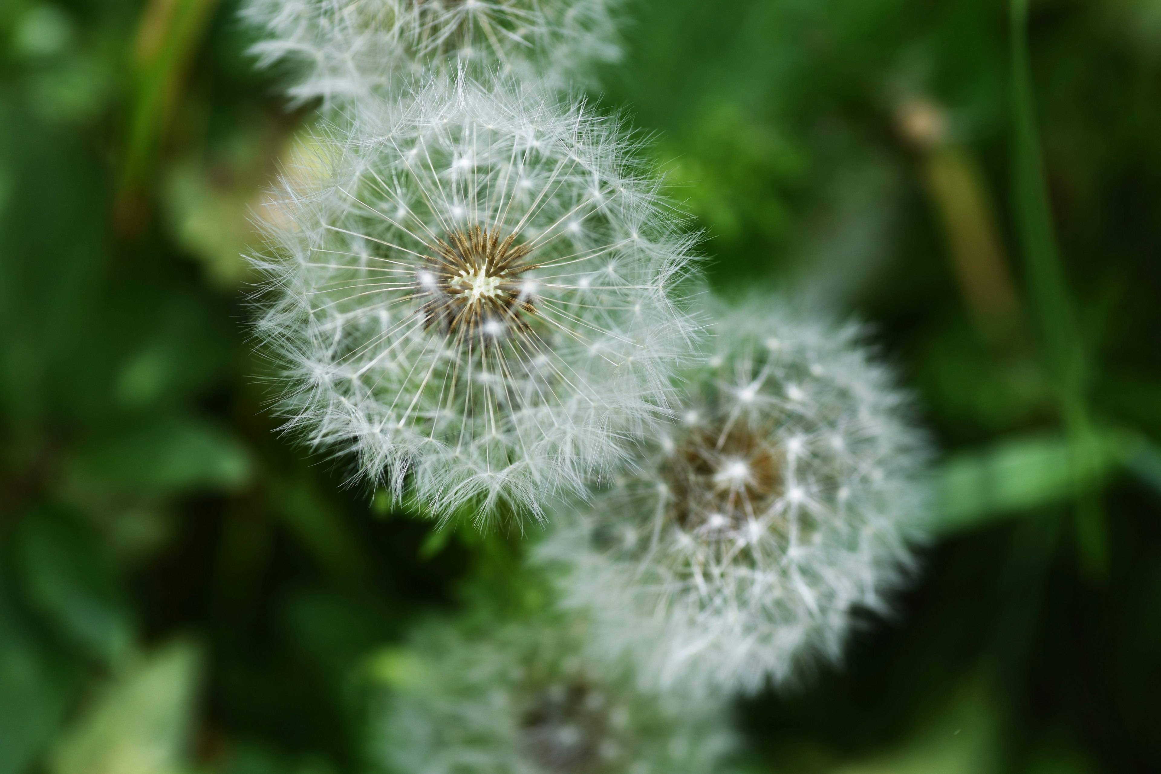 Fluffy white dandelion seeds against a green background