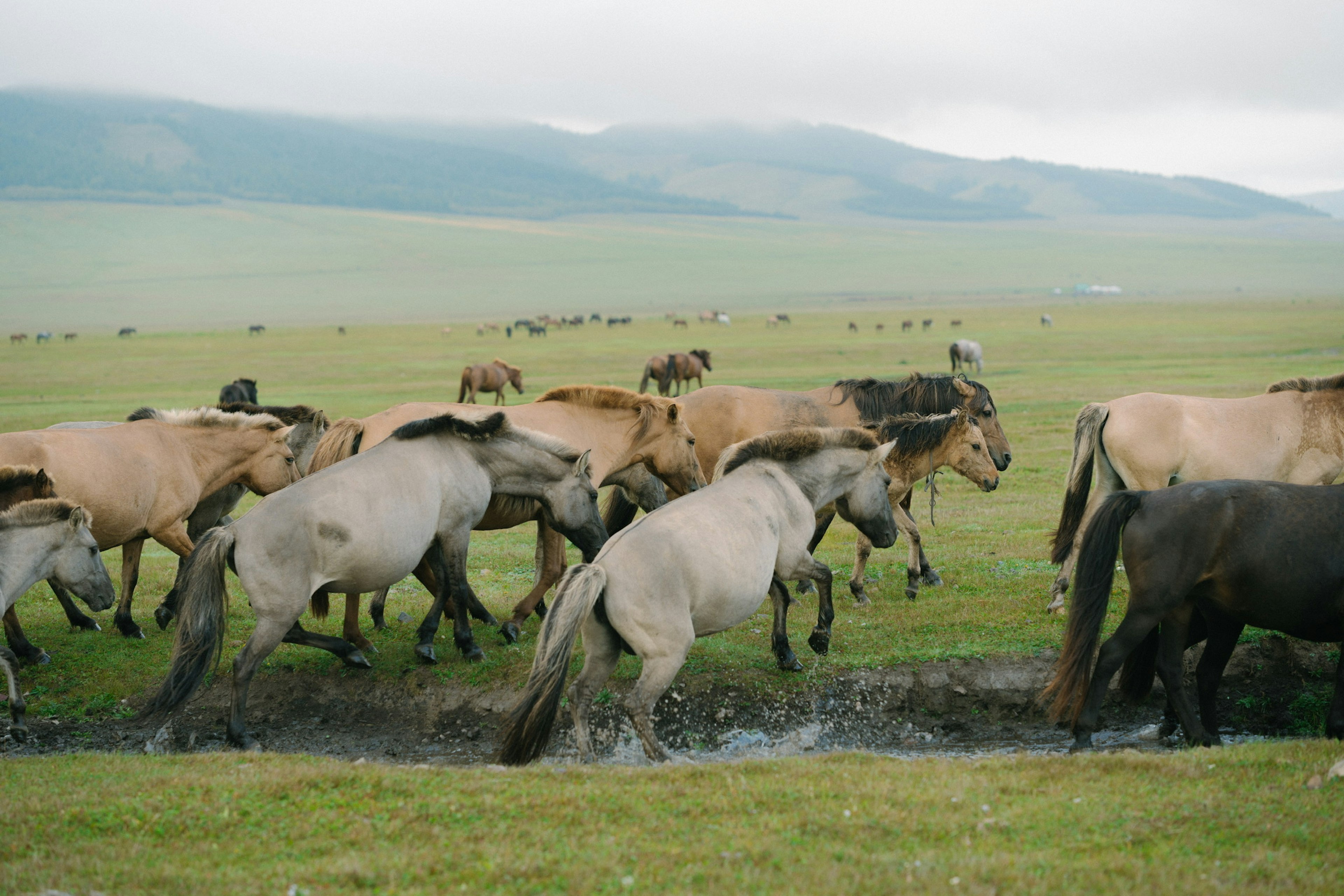 A herd of horses walking across a grassy landscape