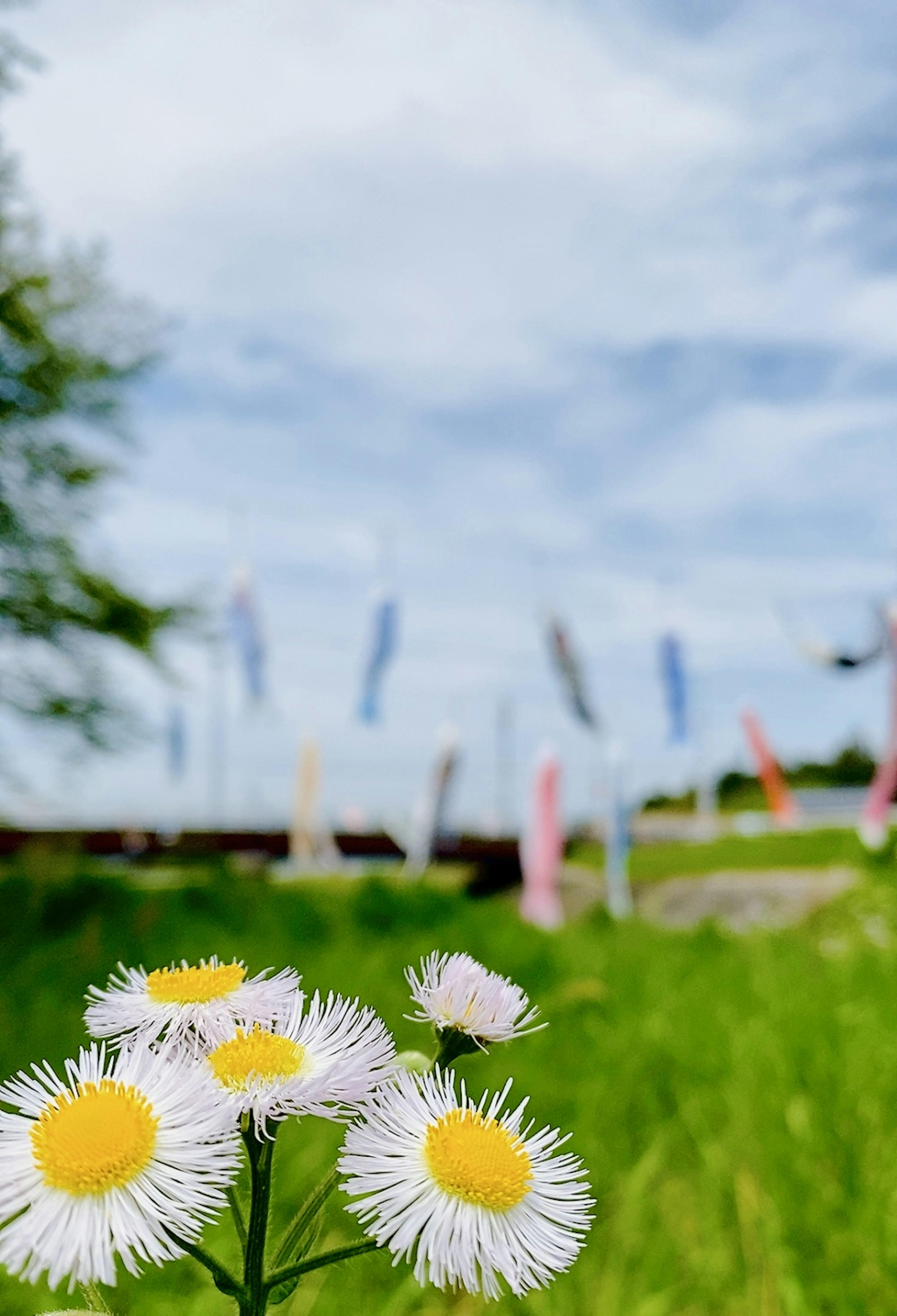 White flowers in the foreground with colorful koinobori in the background under a blue sky