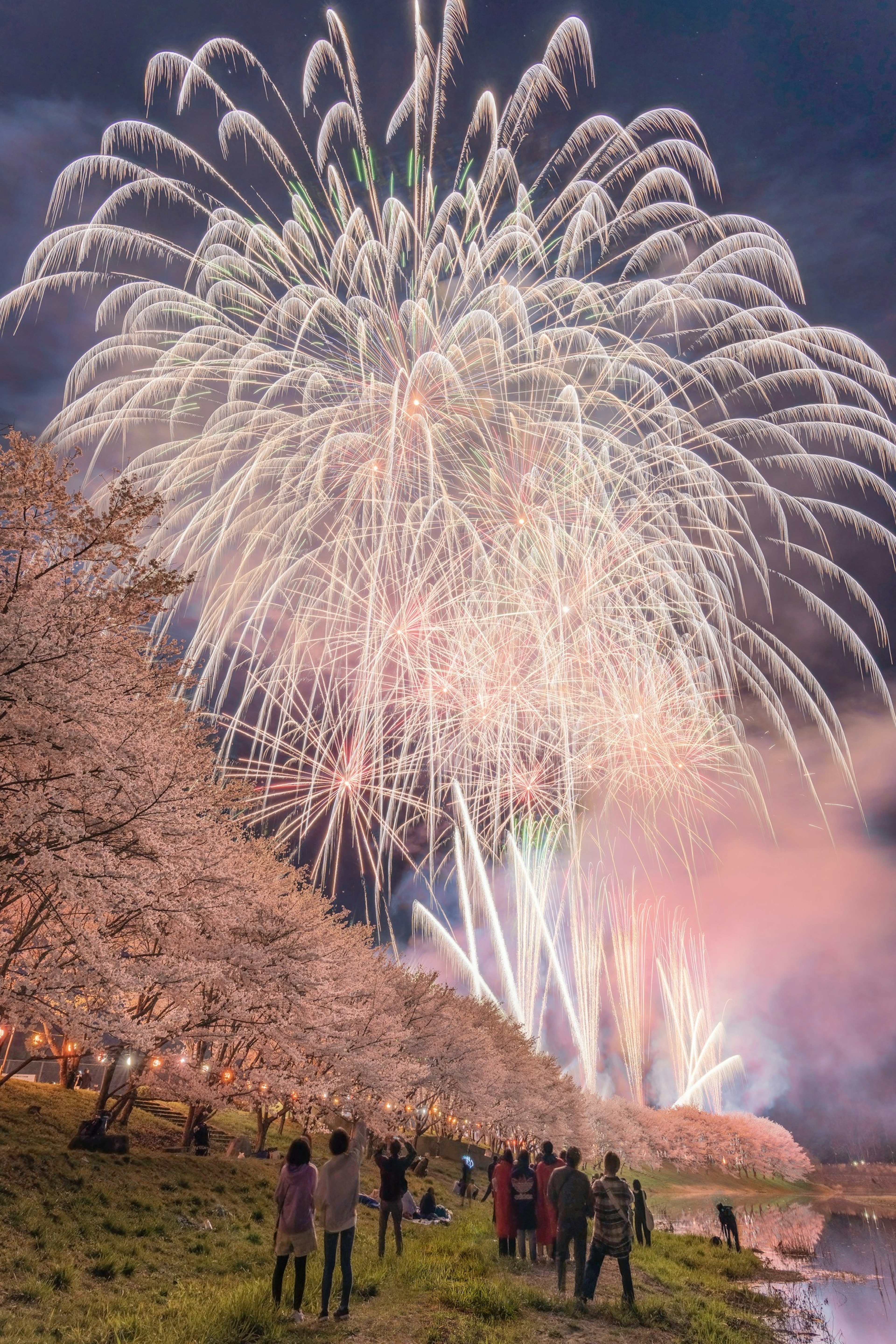 People gathered under cherry blossom trees watching vibrant fireworks