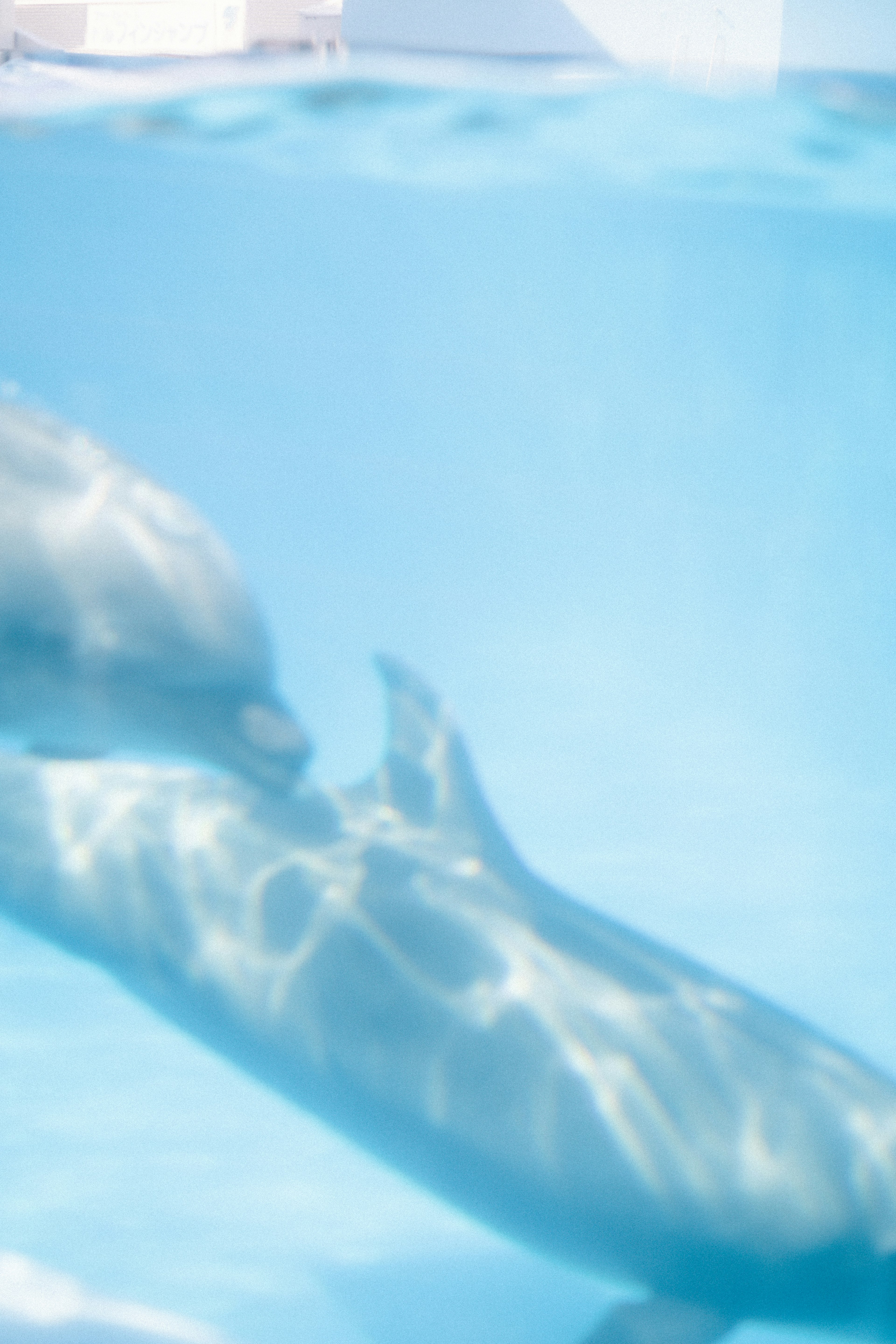 Pair of dolphins swimming in clear blue water