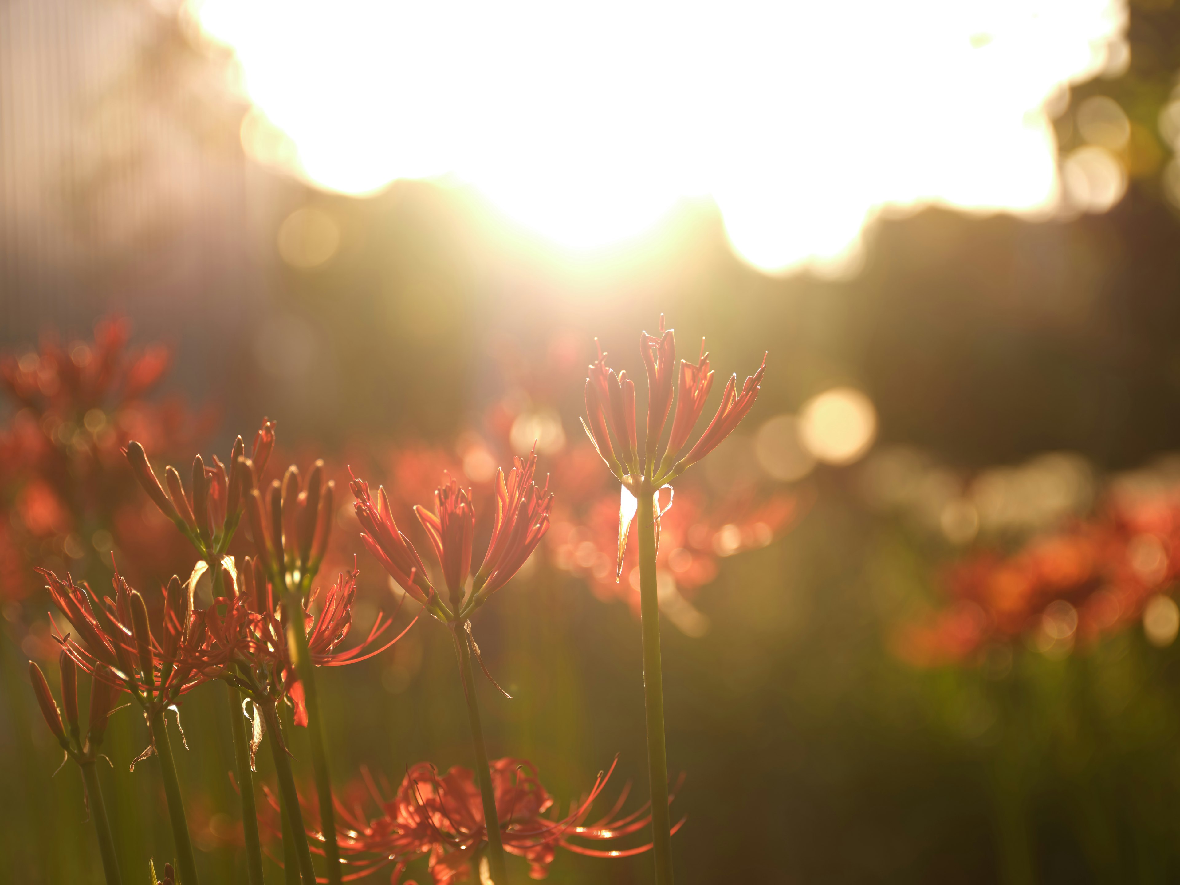 Haufen von roten Spinnenlilien blühen mit Sonnenuntergang im Hintergrund