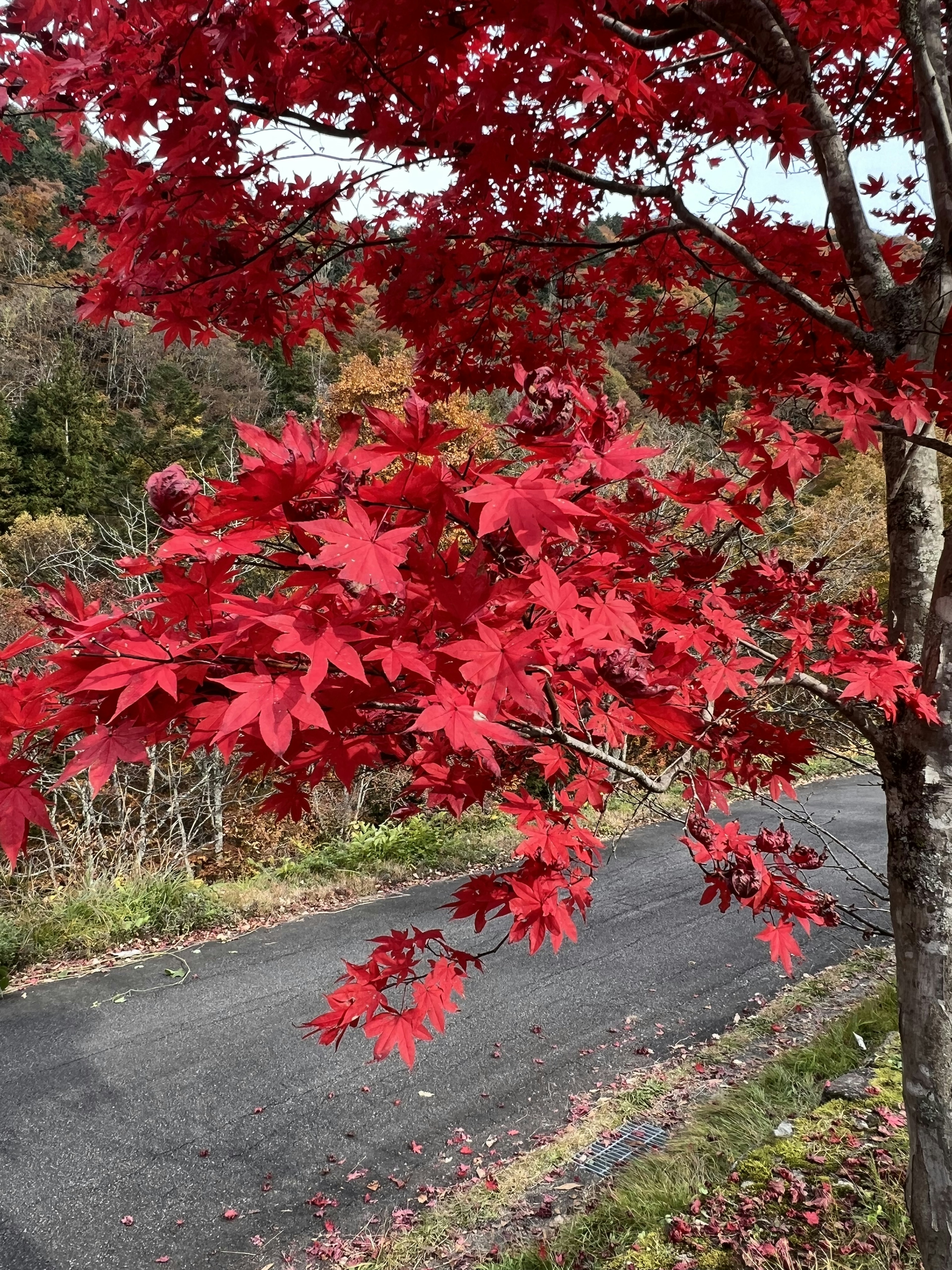 Feuilles d'érable rouges vives sur un arbre avec un paysage pittoresque